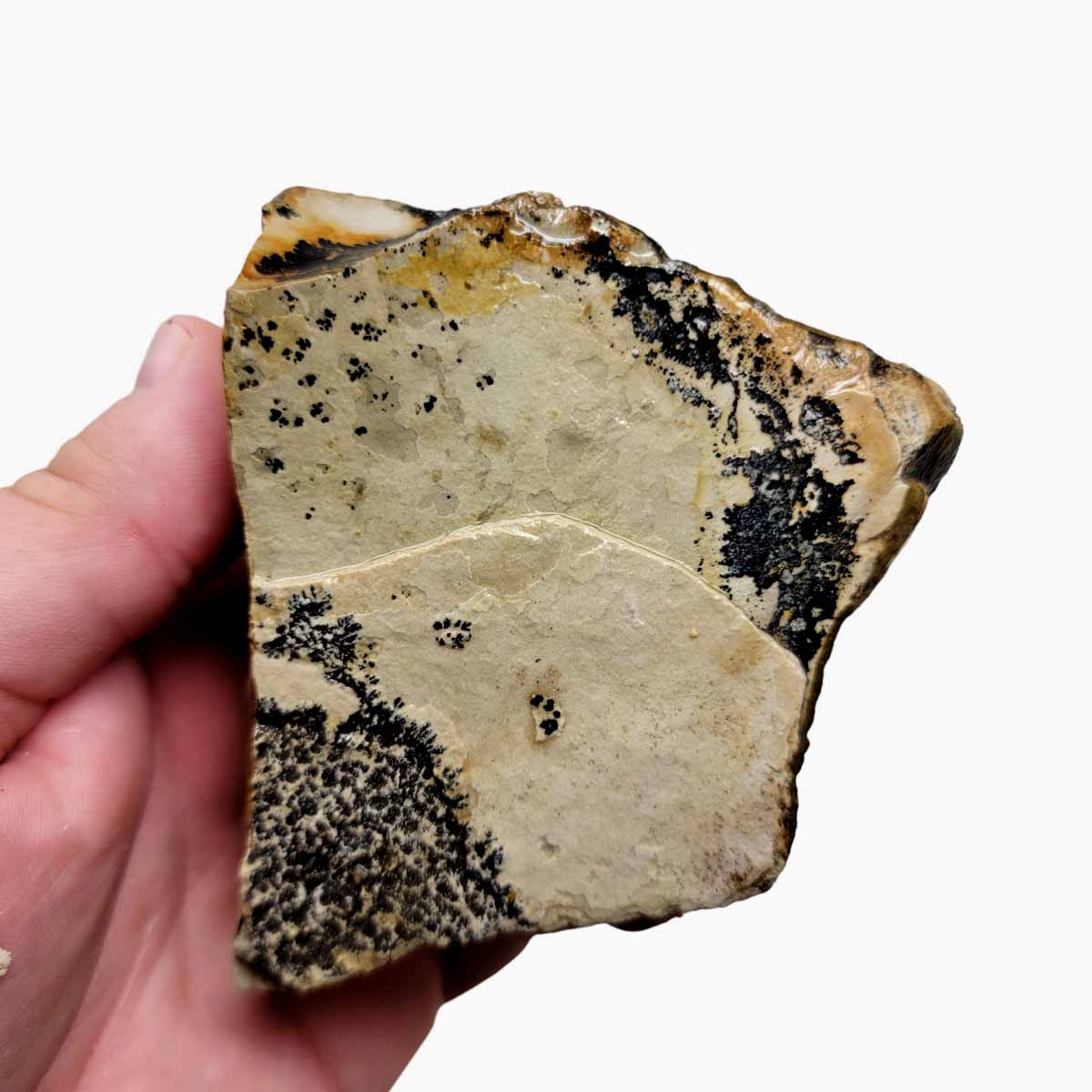 Arroyo Picture Jasper Rough Chunk!