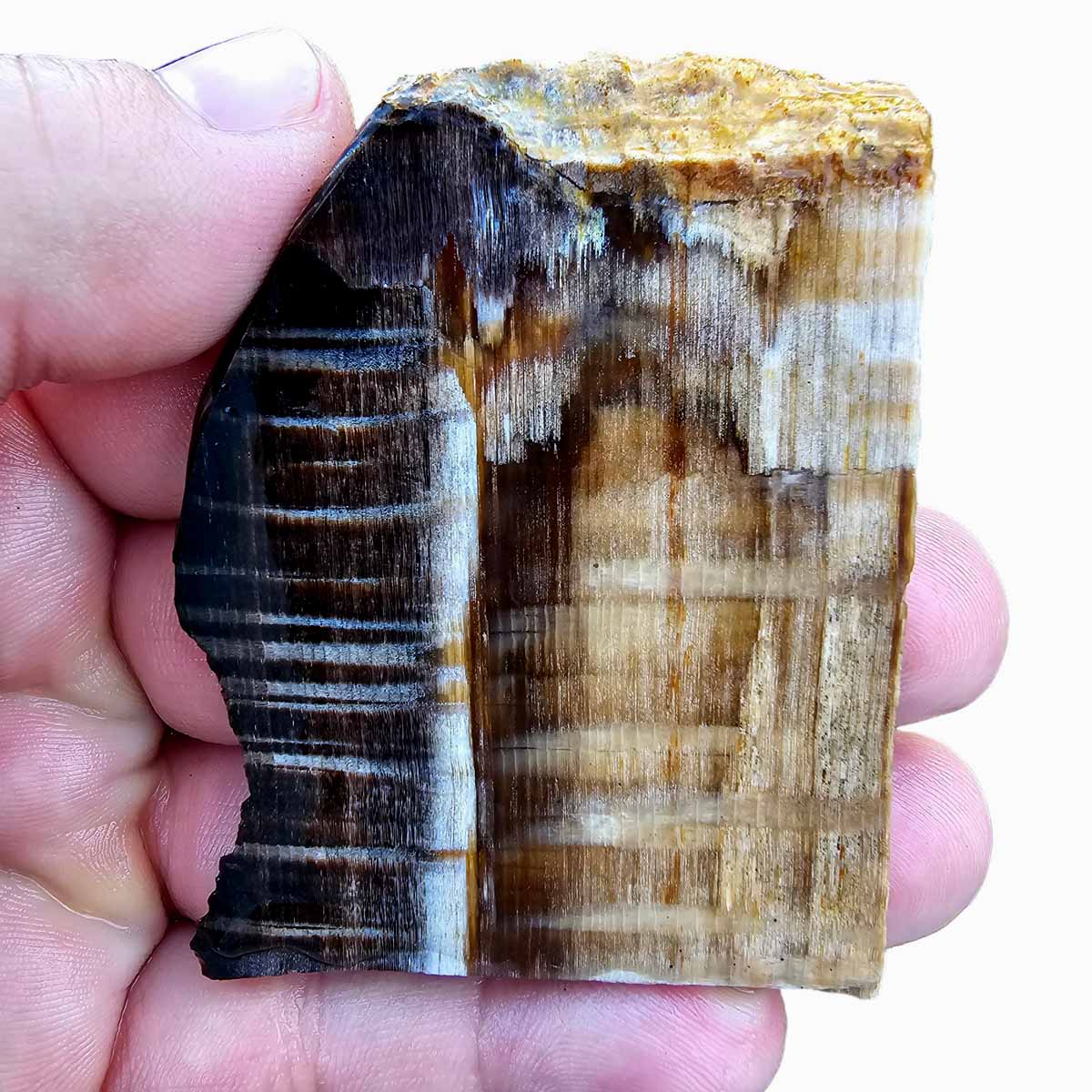 RARE Badger Pocket Petrified Wood Large Lapidary Slab