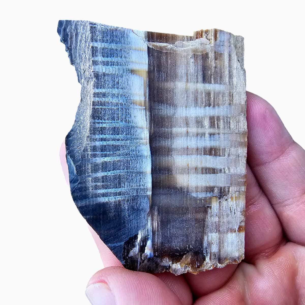 RARE Badger Pocket Petrified Wood Large Lapidary Slab