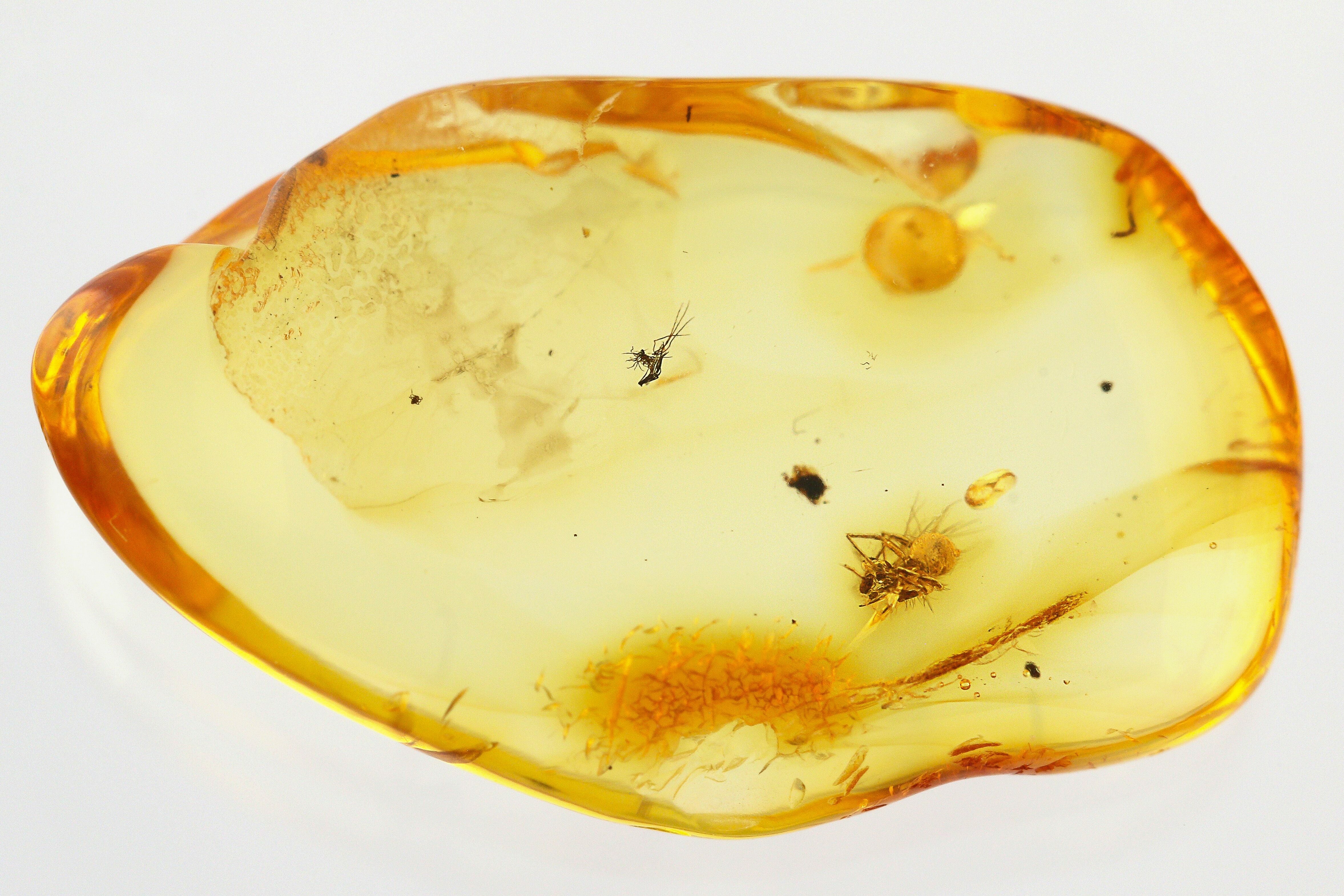 Rare Baltic Amber with Spider Fossil Inclusion 44 Million Years #3460-Photo2