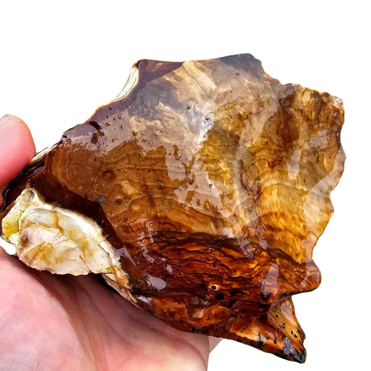 RARE Classic Oregon Biggs Picture Jasper Rough Chunk!