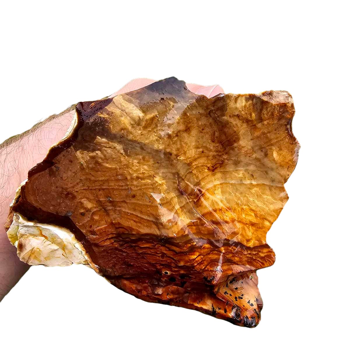 RARE Classic Oregon Biggs Picture Jasper Rough Chunk!