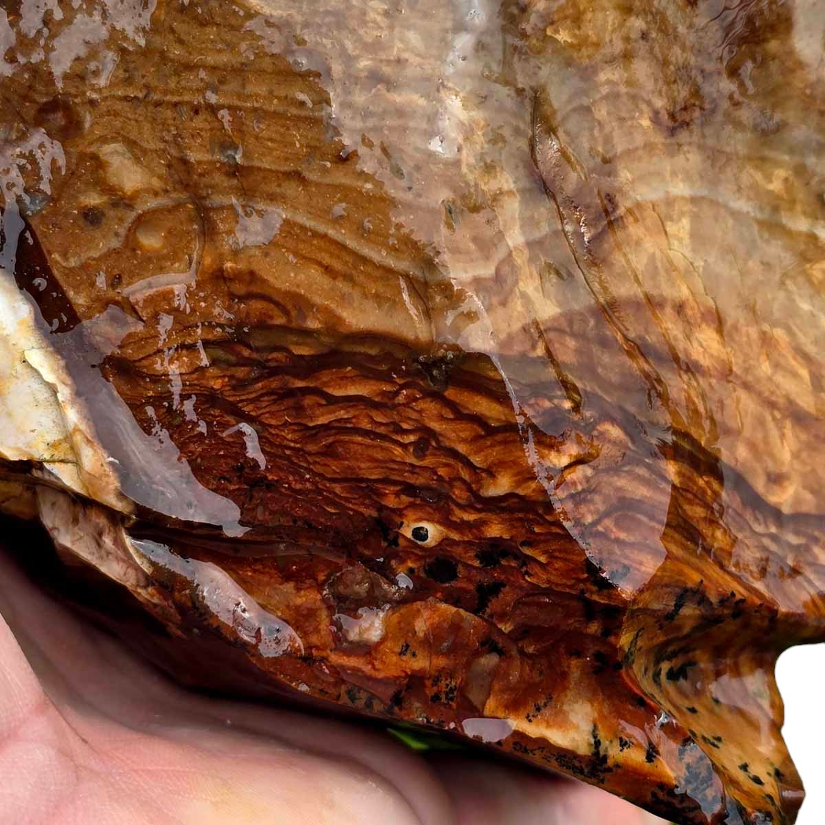 RARE Classic Oregon Biggs Picture Jasper Rough Chunk!