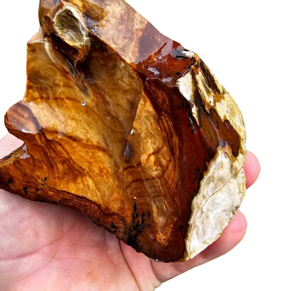 RARE Classic Oregon Biggs Picture Jasper Rough Chunk!