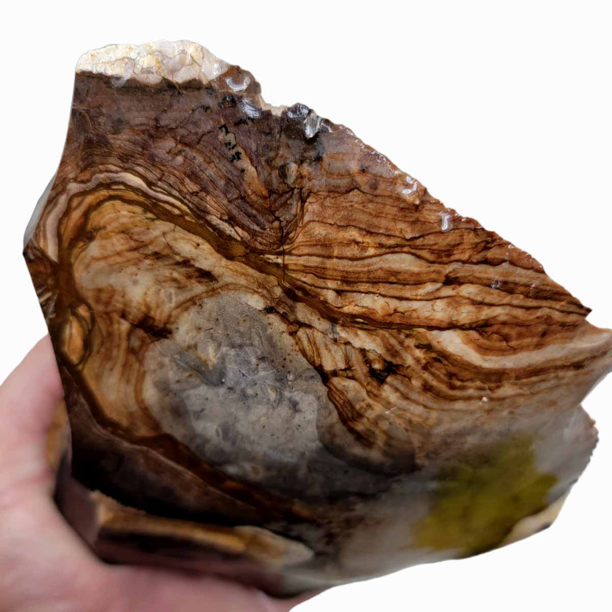 RARE Classic Oregon Biggs Picture Jasper Rough Chunk!