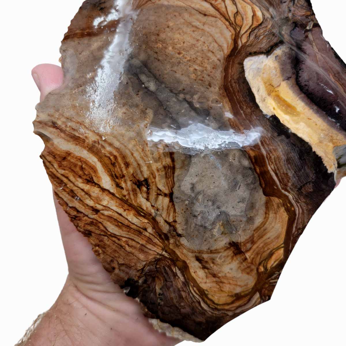 RARE Classic Oregon Biggs Picture Jasper Rough Chunk!