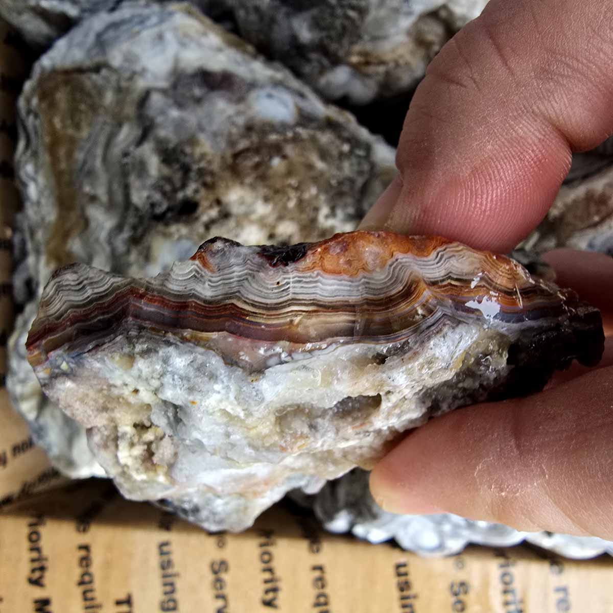 Old Vein Bubble Lace Agate Lapidary Rough Flatrate Slicing Stones Rock Box