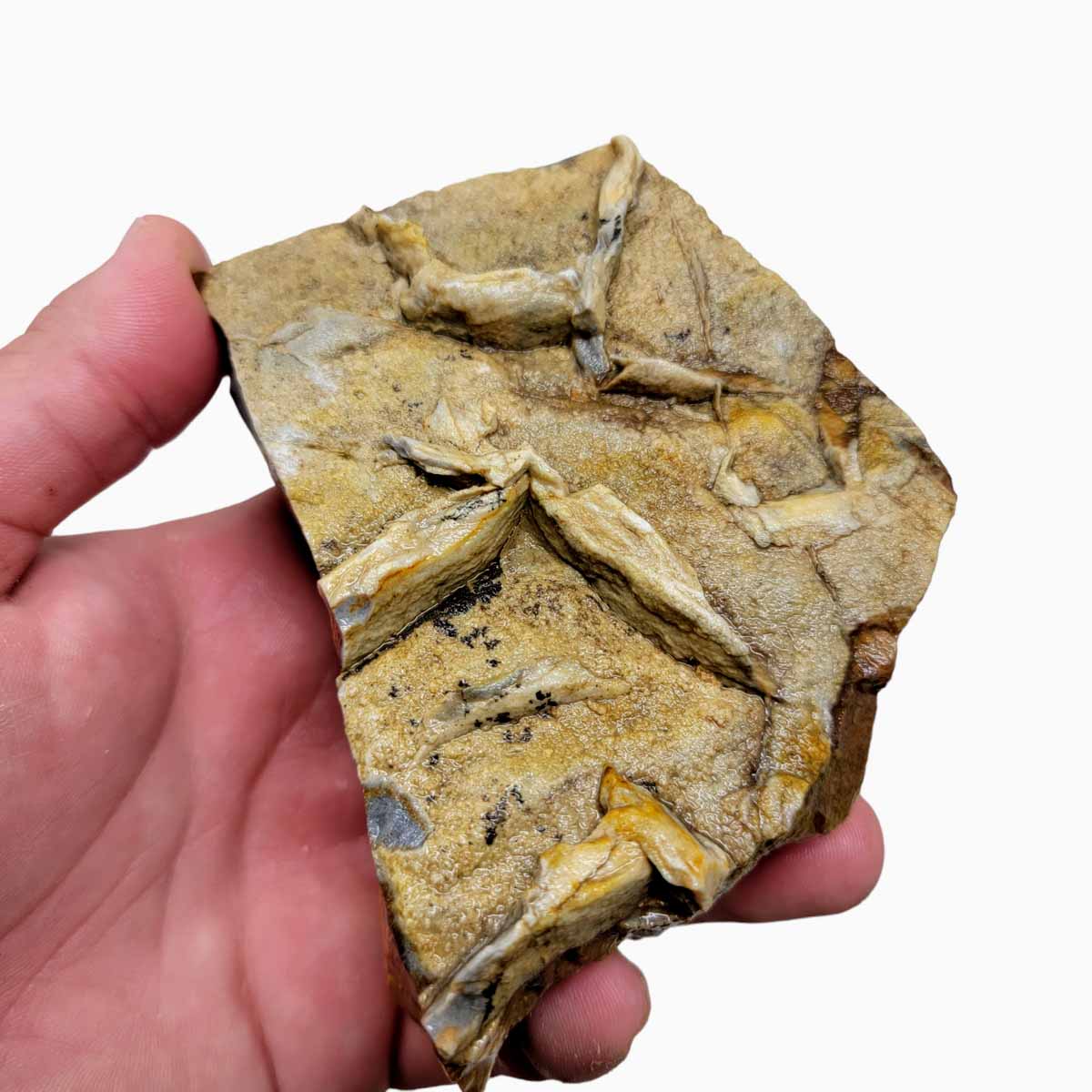 Chicken Track Picture Jasper Rough Chunk!