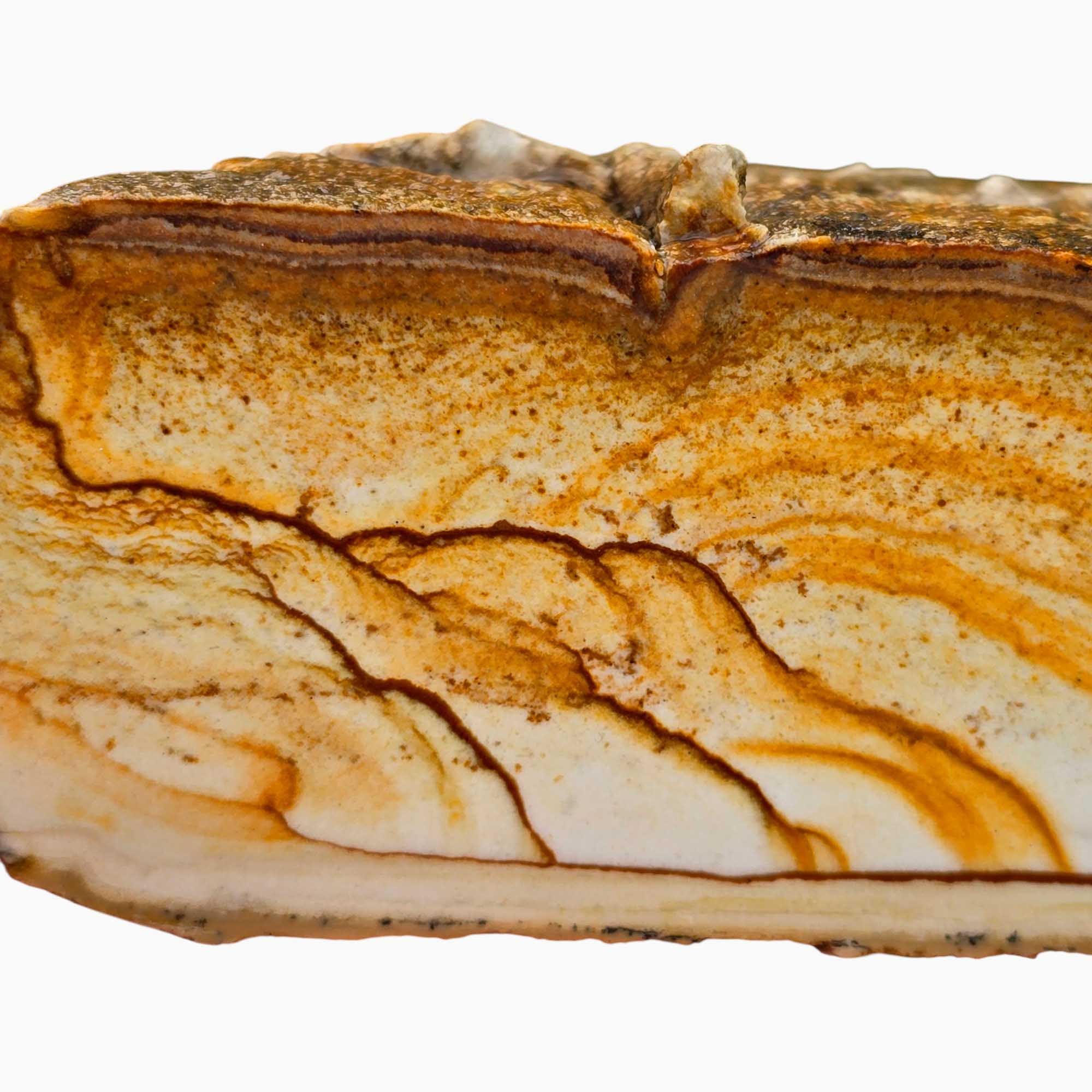 Chicken Track Picture Jasper Lapidary Cutting Rough Chunk Stone Cut Face