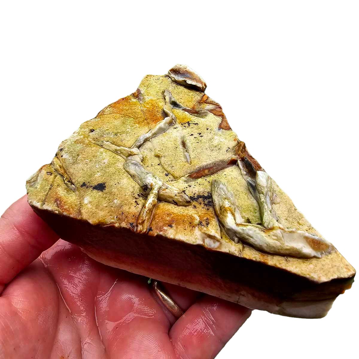 Chicken Track Picture Jasper Rough Chunk!