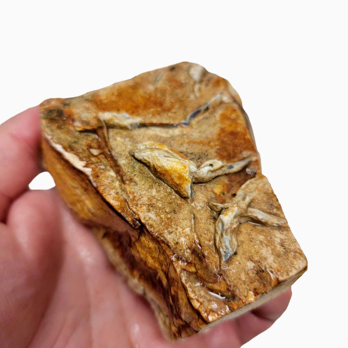 Chicken Track Picture Jasper Rough Chunk!