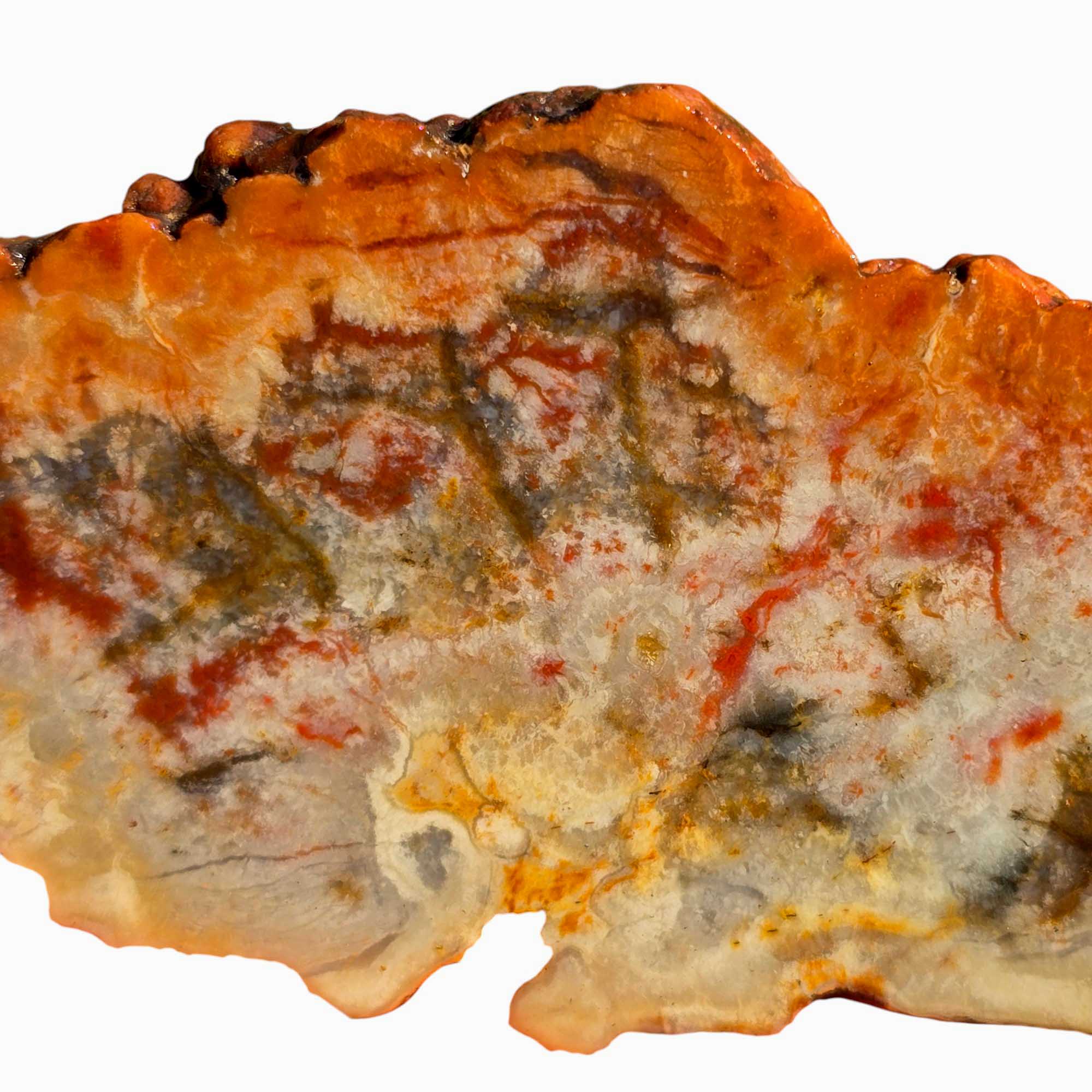 Coprolite Fossil Dinosaur Poo Slab Lapidary Stone Slice #3418-Photo2