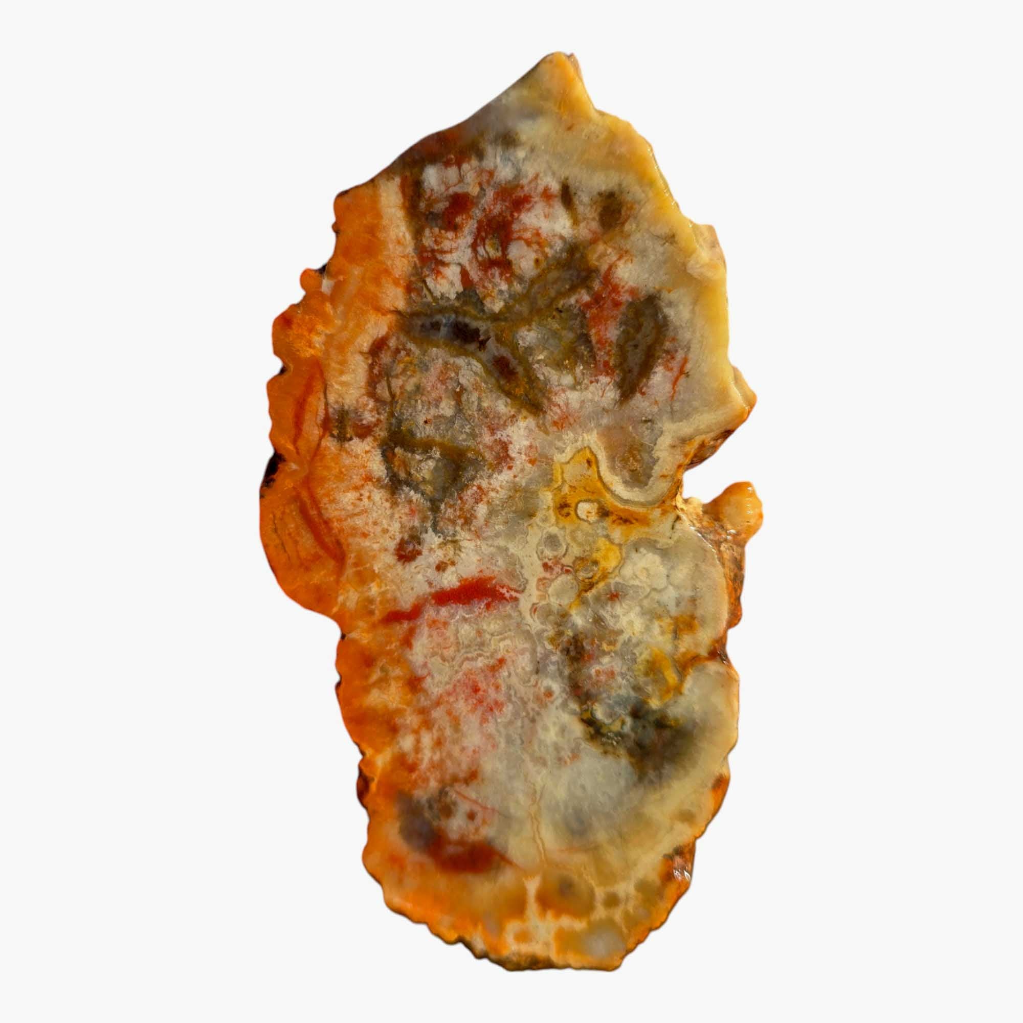 Coprolite Fossil Dinosaur Poo Slab Lapidary Stone Slice #3418-Photo3