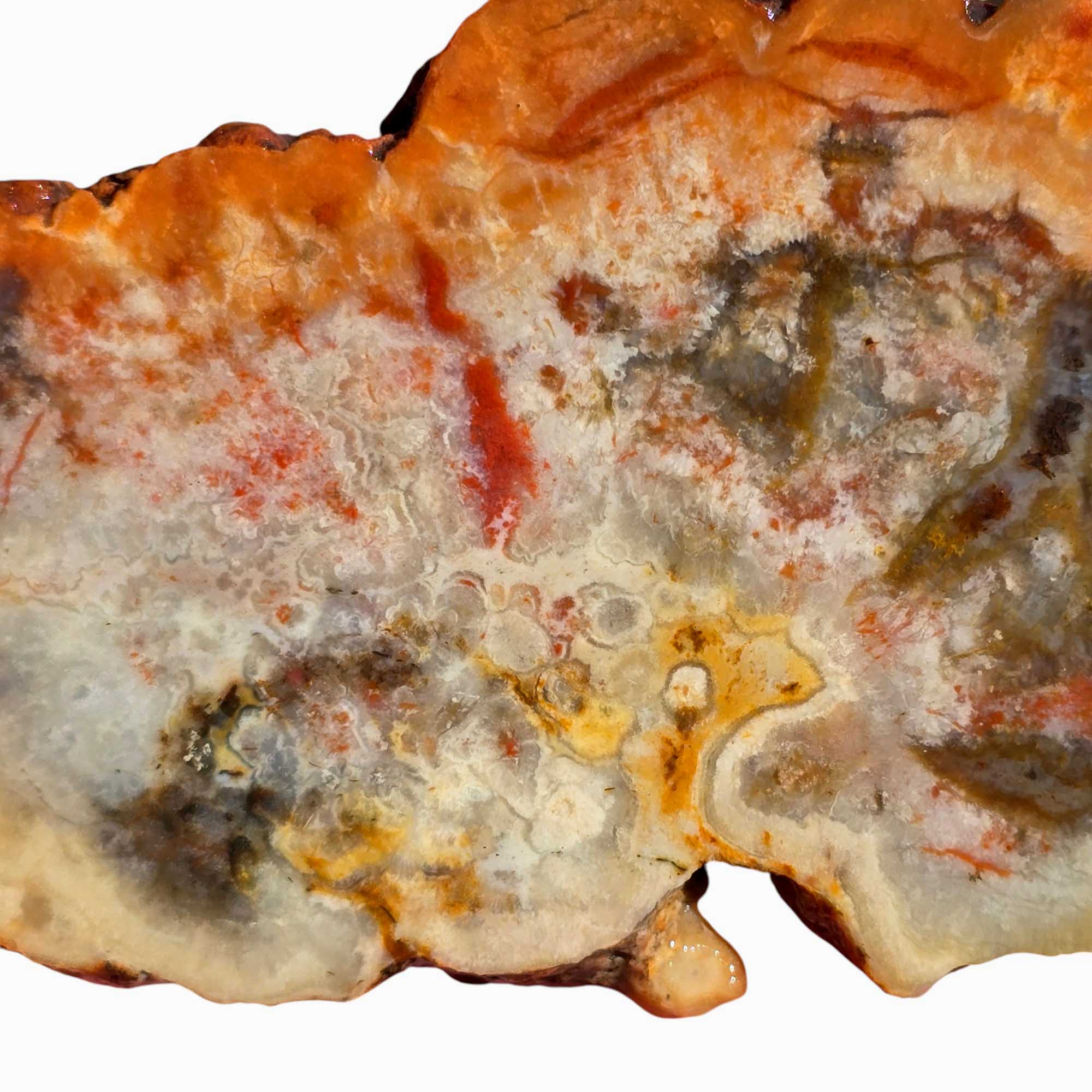 Coprolite Fossil Dinosaur Poo Slab Lapidary Stone Slice #3418-Photo4