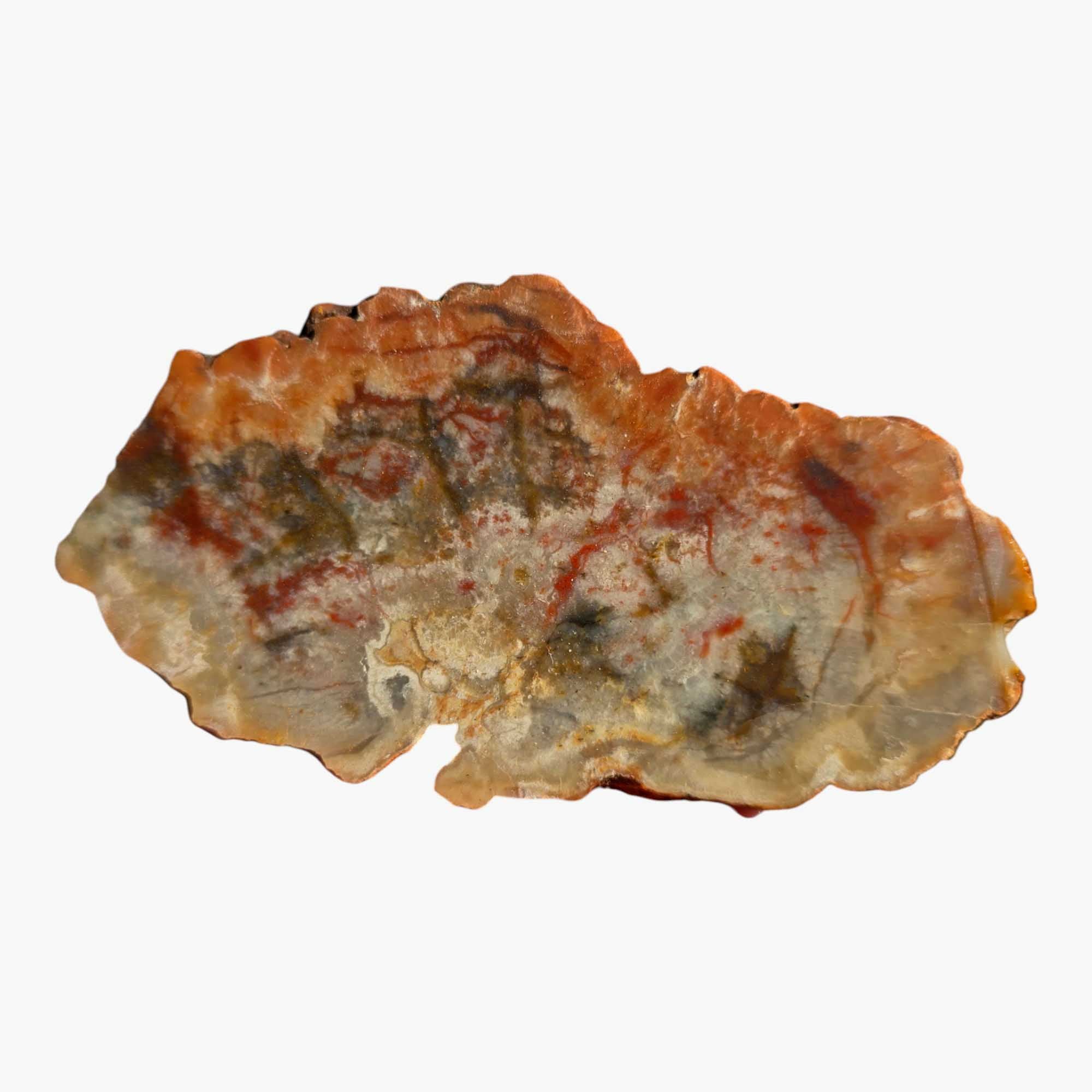 Coprolite Fossil Dinosaur Poo Slab Dry Lapidary Stone Slice #3418-Photo5