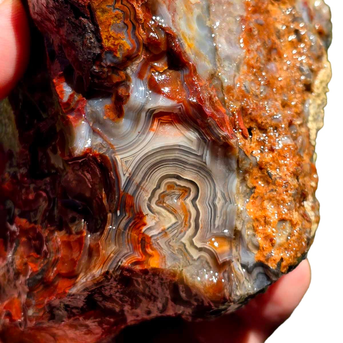 Crazy Lace Agate Lapidary Rough Chunk!