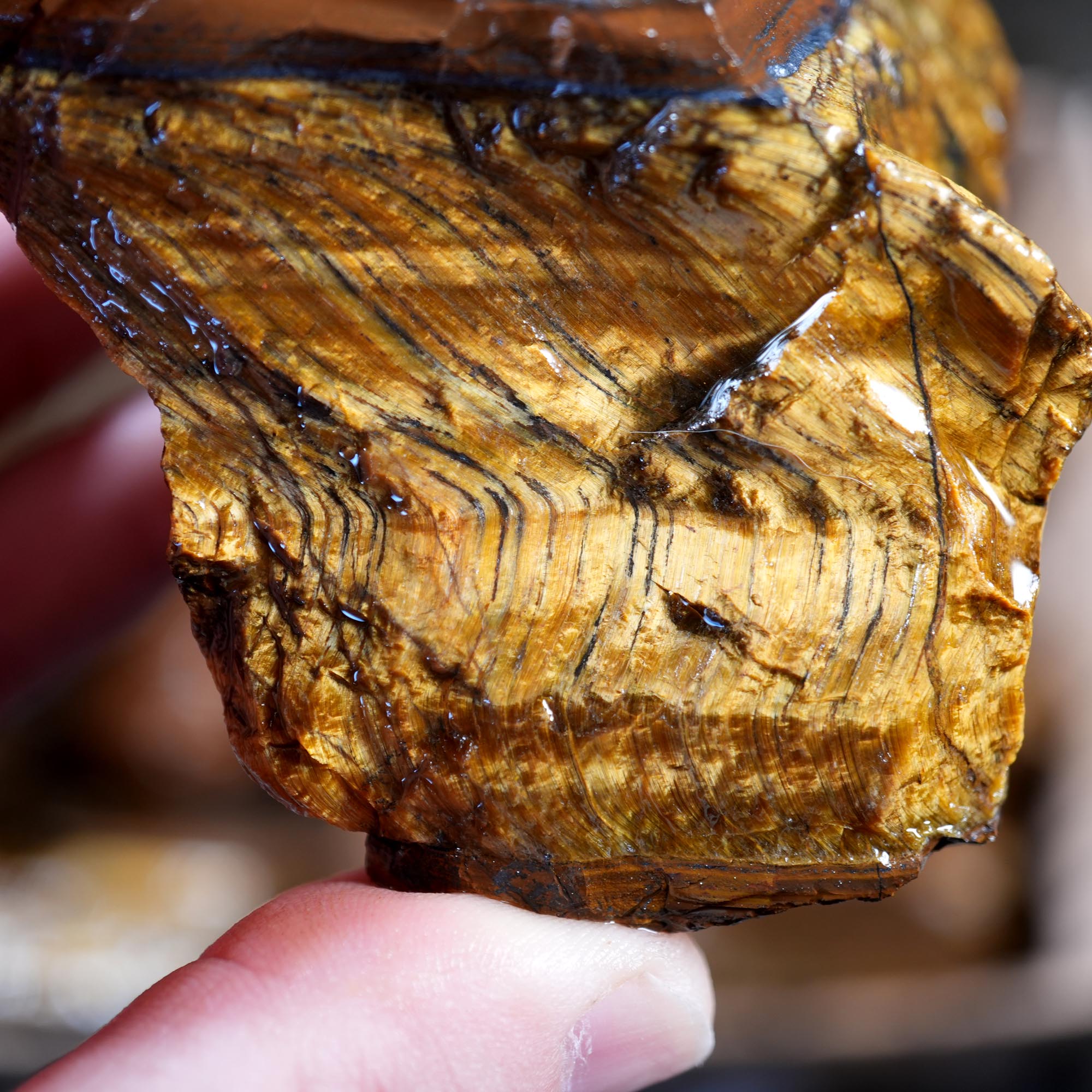 Variegated Golden Tiger Eye Rough Flatrate - Golden Flash Display Box
