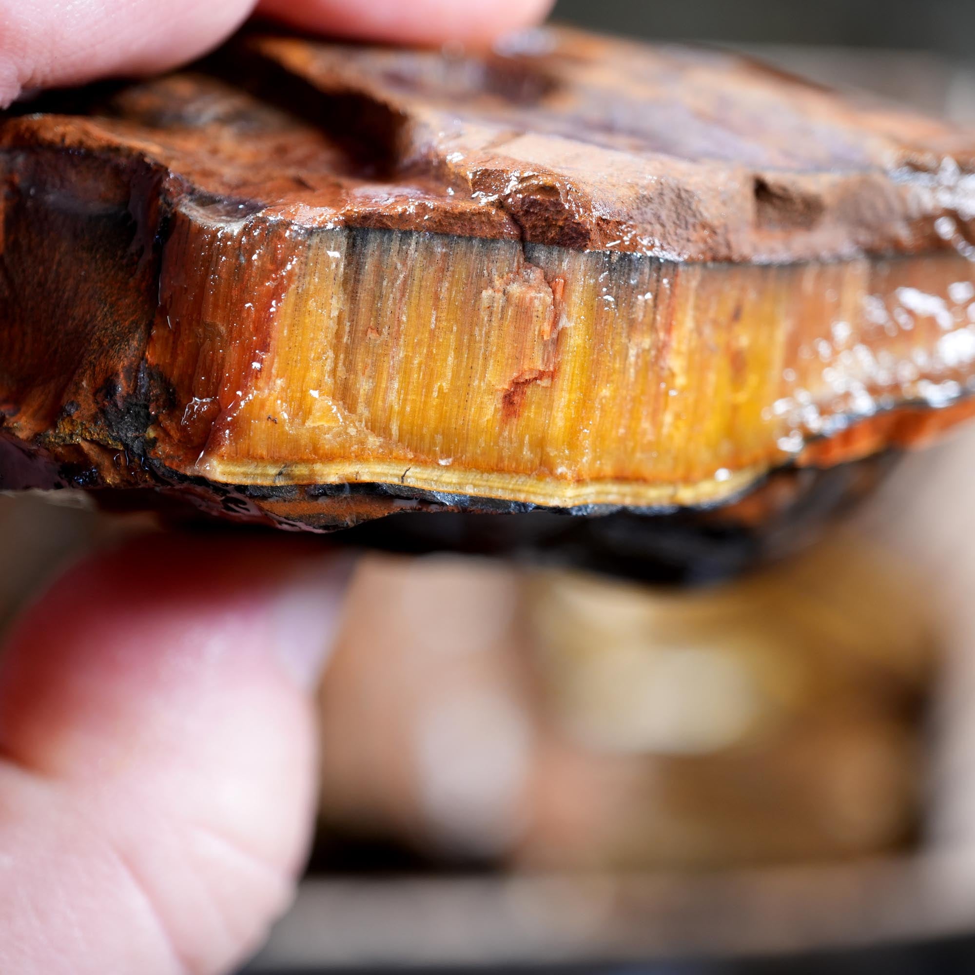 Variegated Golden Tiger Eye Rough Flatrate - Golden Flash Display Box