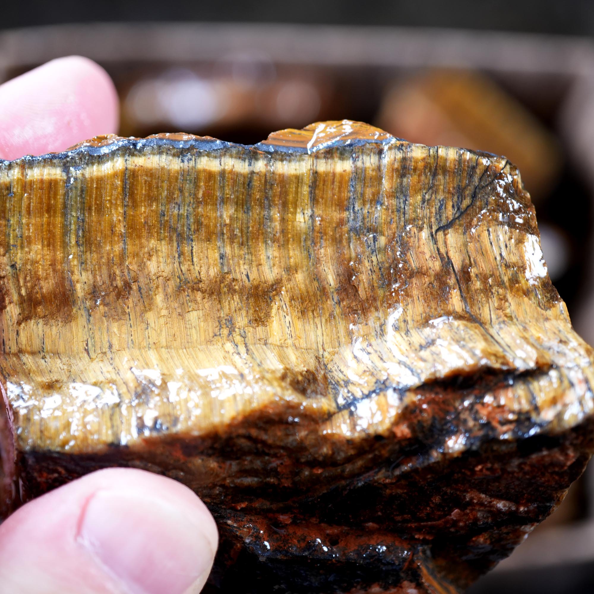 Variegated Golden Tiger Eye Rough Flatrate - Golden Flash Display Box