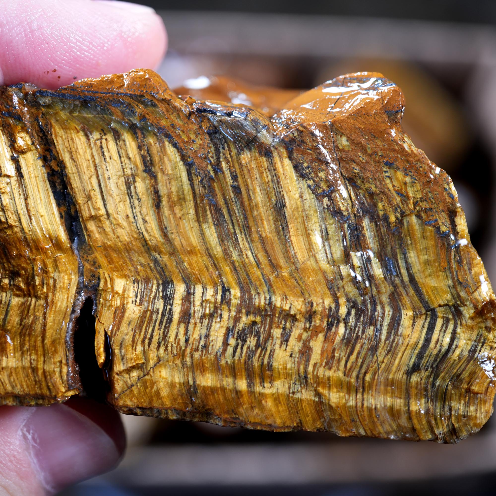Variegated Golden Tiger Eye Rough Flatrate - Golden Flash Display Box