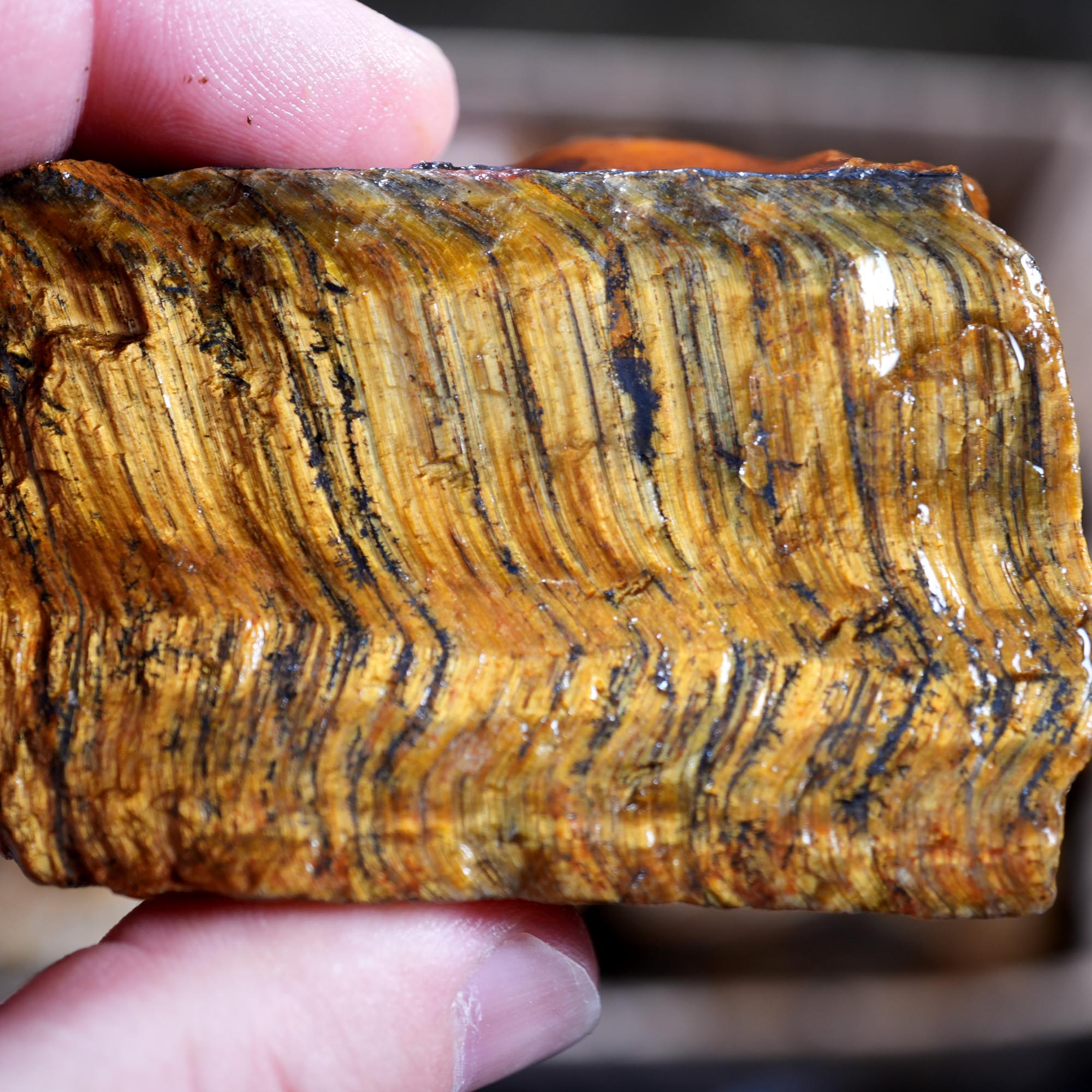 Variegated Golden Tiger Eye Rough Flatrate - Golden Flash Display Box