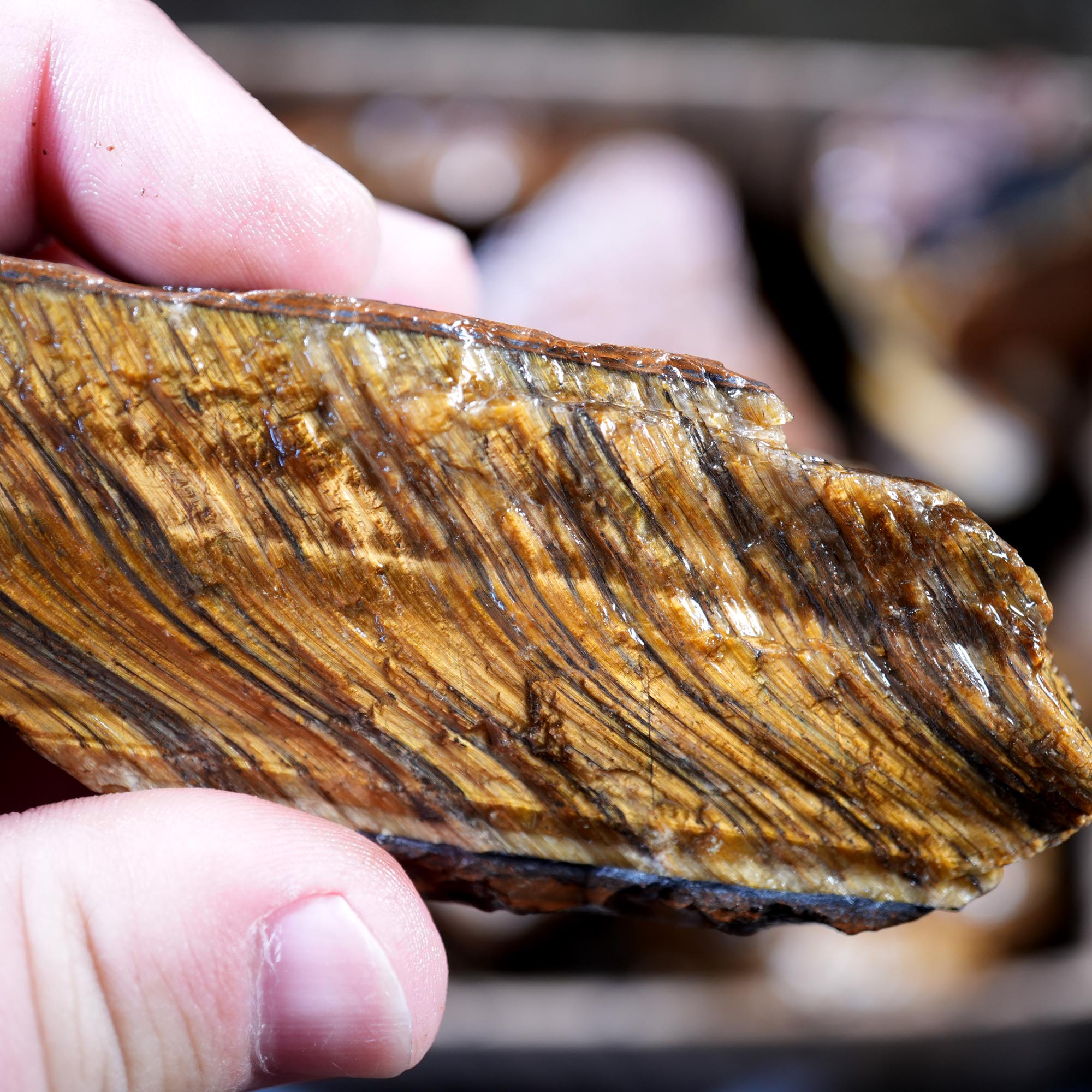 Variegated Golden Tiger Eye Rough Flatrate - Golden Flash Display Box