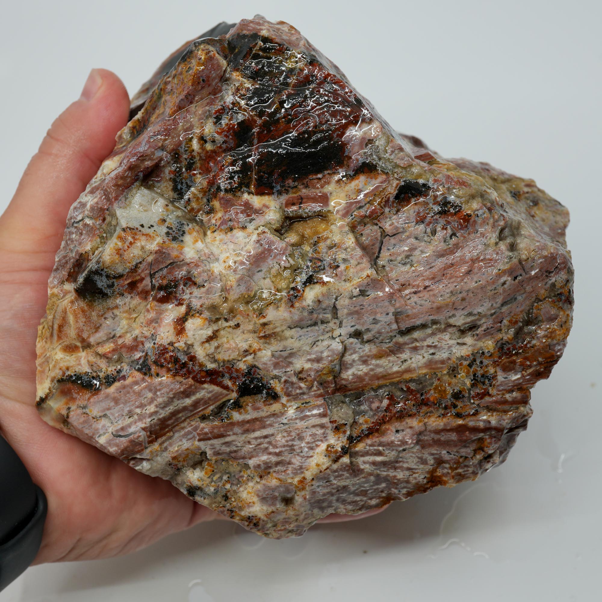Eagle Rock Plume Agate Rough - Multicolored Breccia and Plume