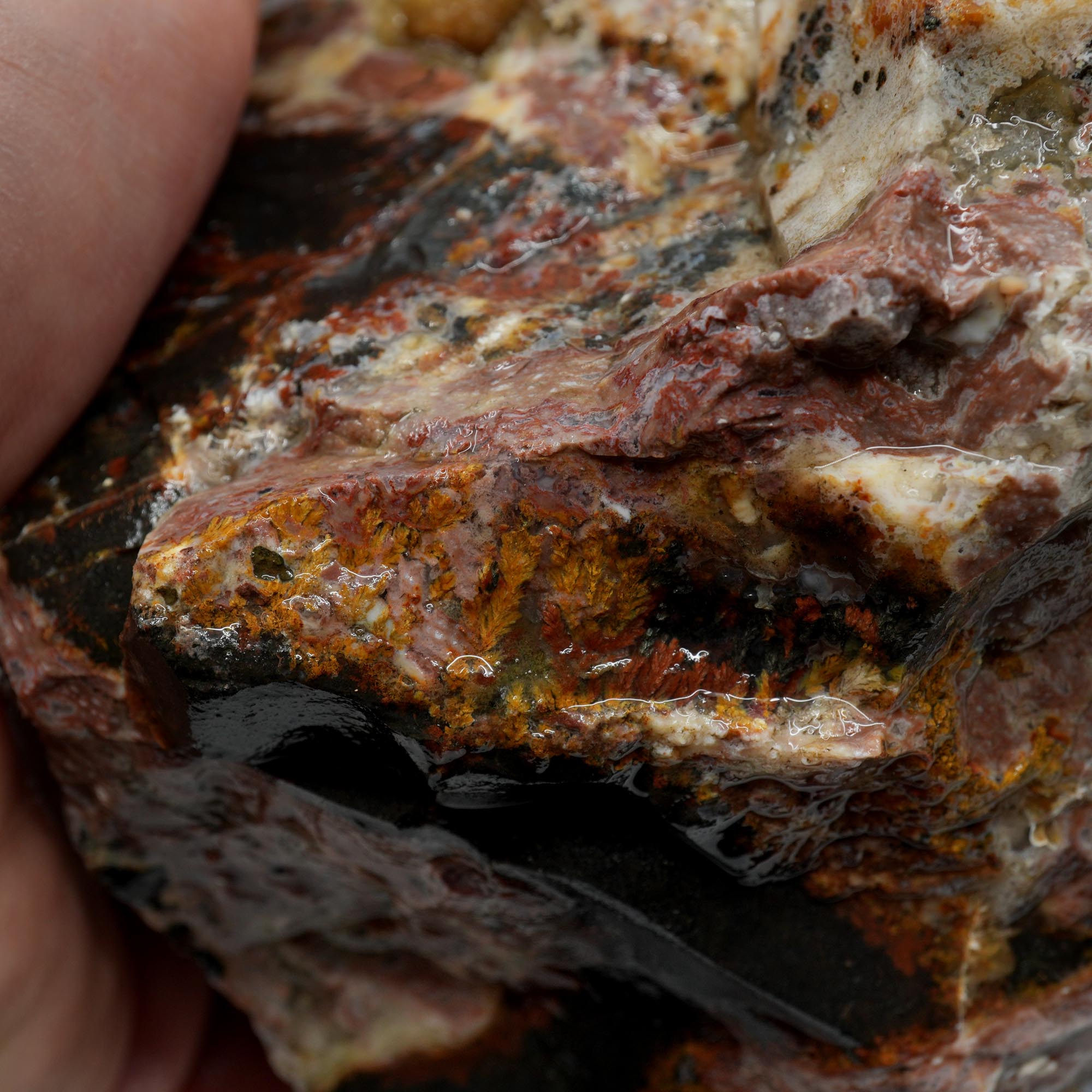 Eagle Rock Plume Agate Rough - Multicolored Breccia and Plume