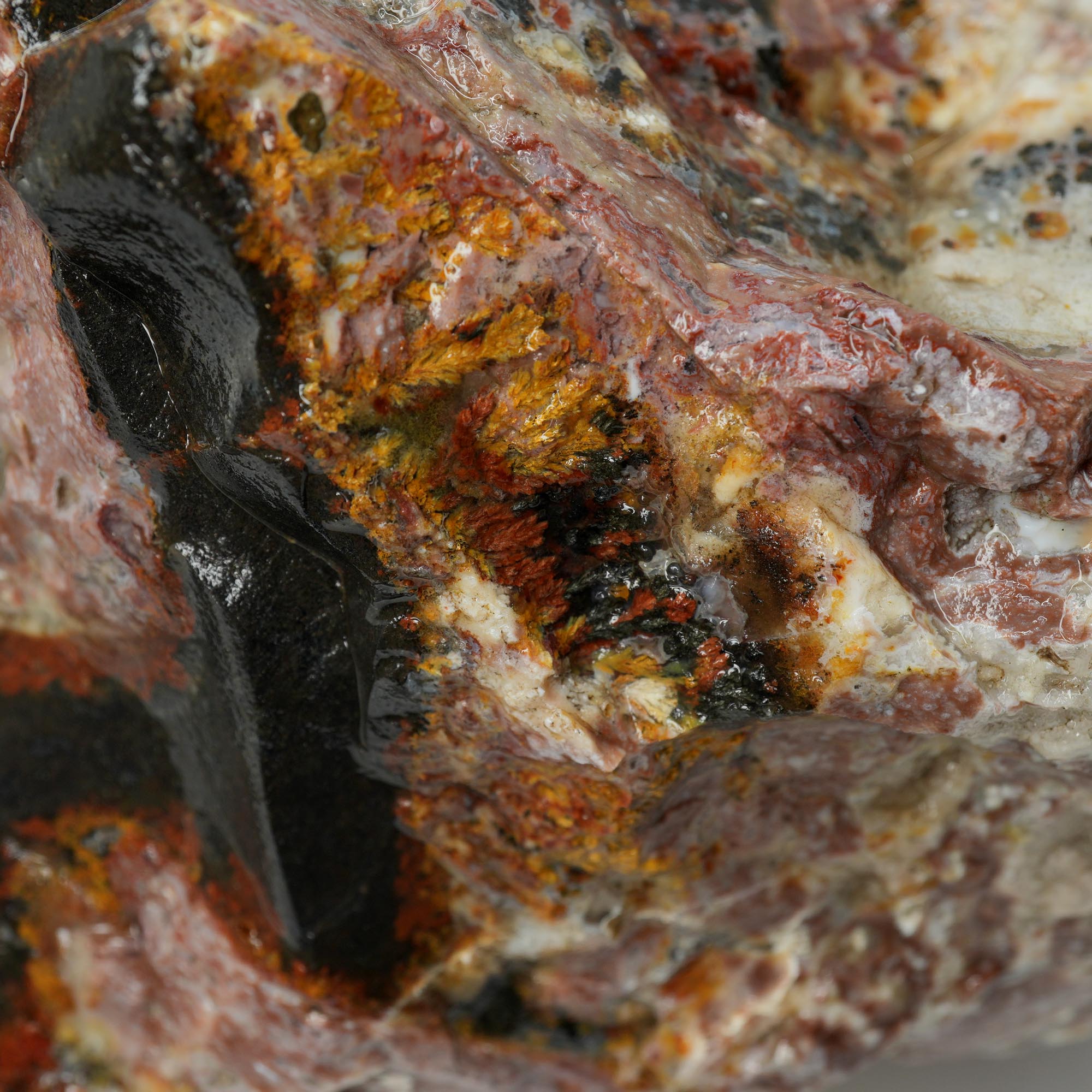 Eagle Rock Plume Agate Rough - Multicolored Breccia and Plume