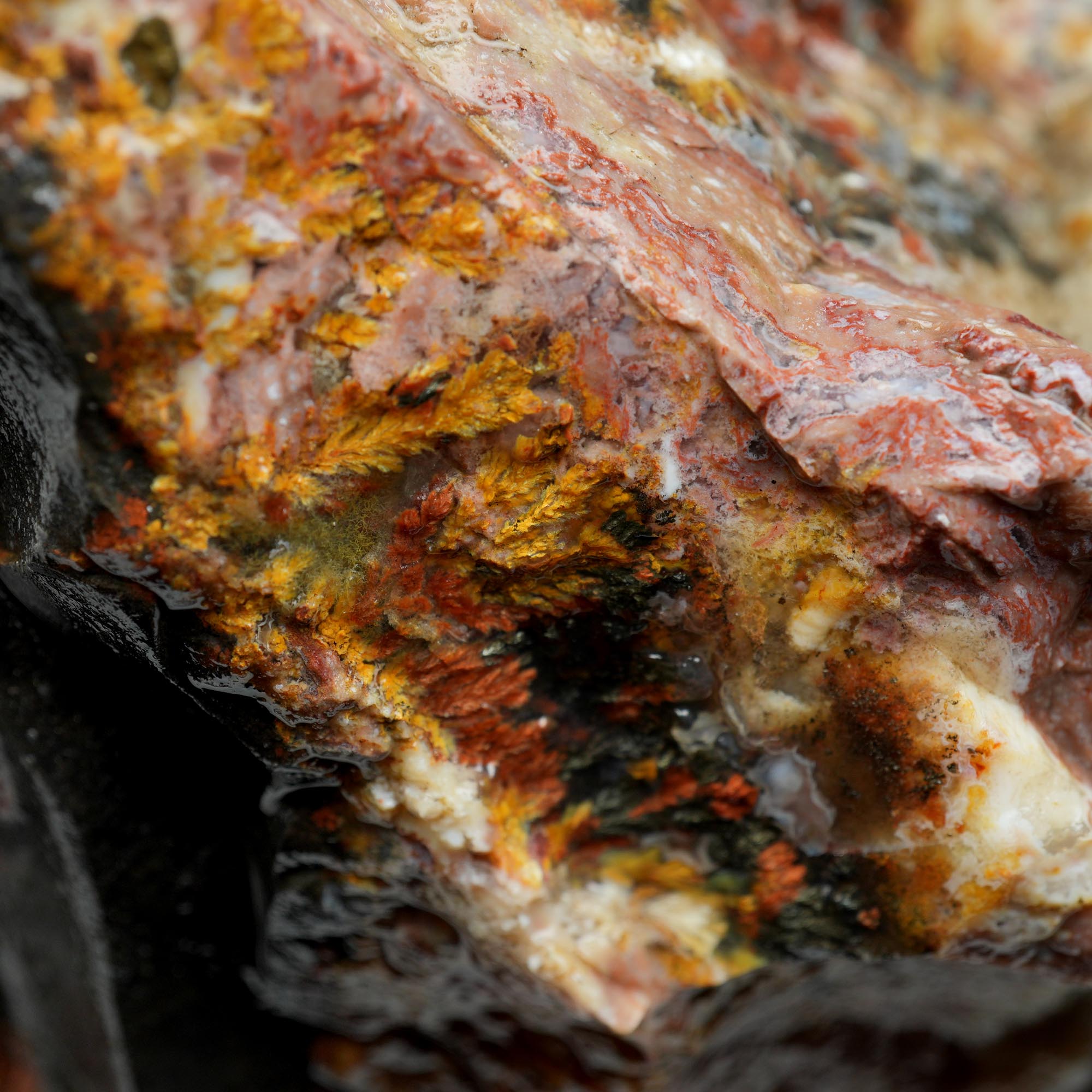 Eagle Rock Plume Agate Rough - Multicolored Breccia and Plume
