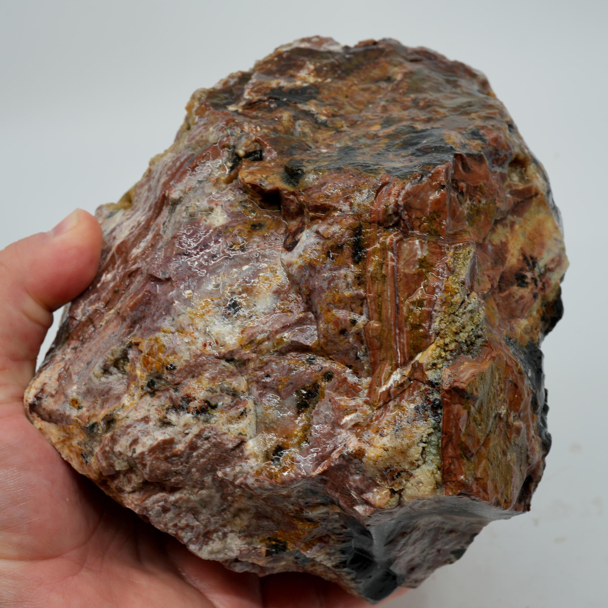 Eagle Rock Plume Agate Rough - Multicolored Breccia and Plume