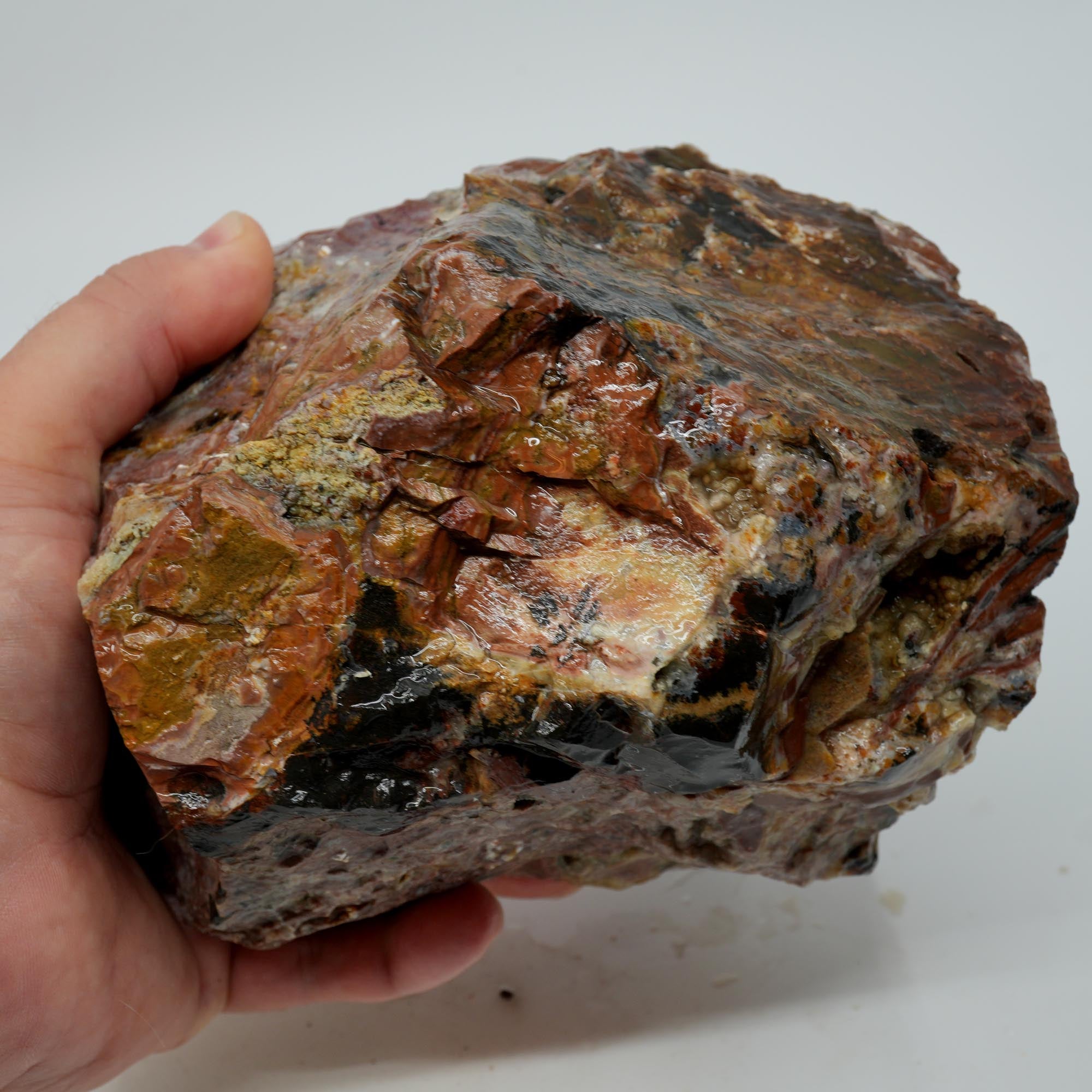 Eagle Rock Plume Agate Rough - Multicolored Breccia and Plume