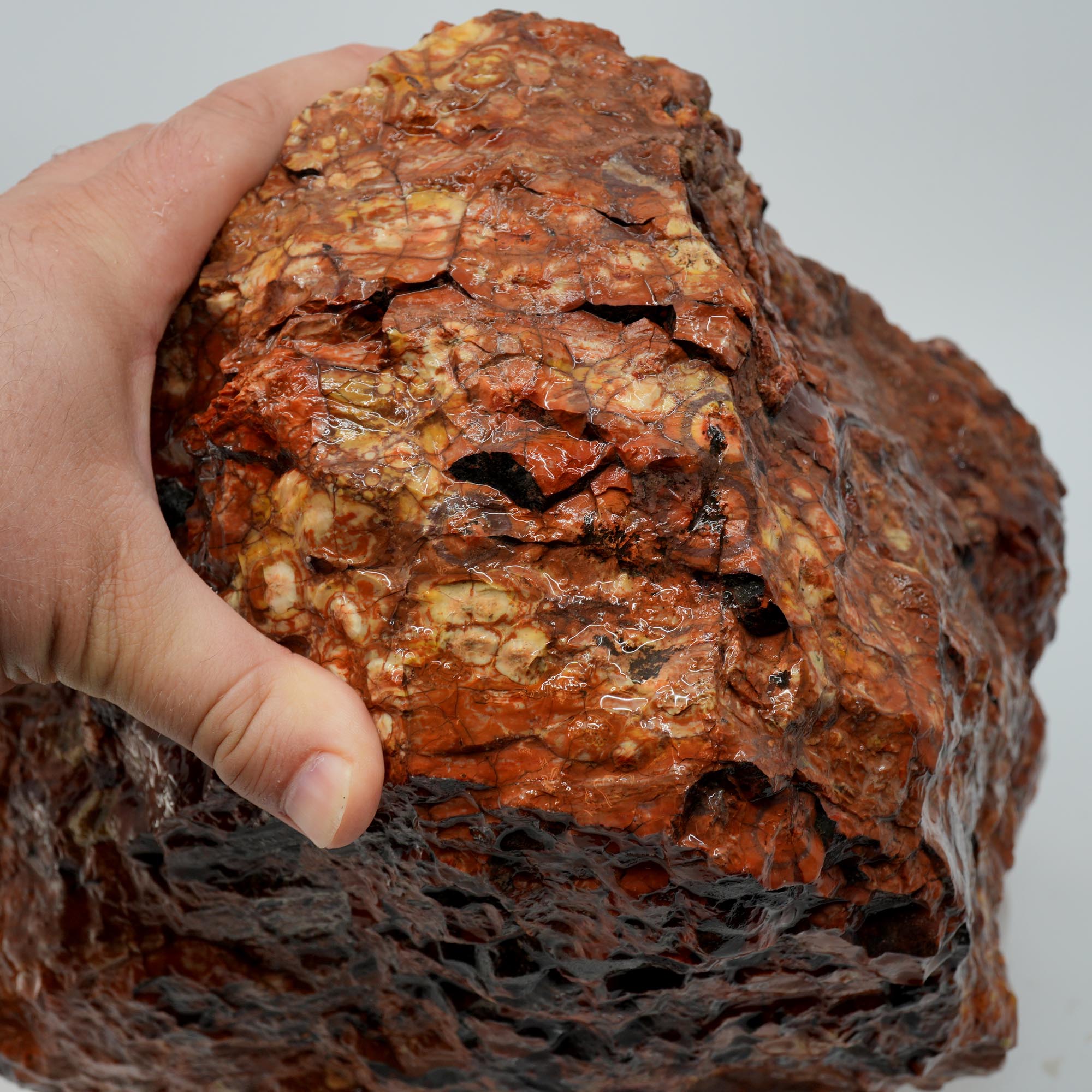 Huge Birdseye Rhyolite Rough - Lava Red Purple White Orbicular Original