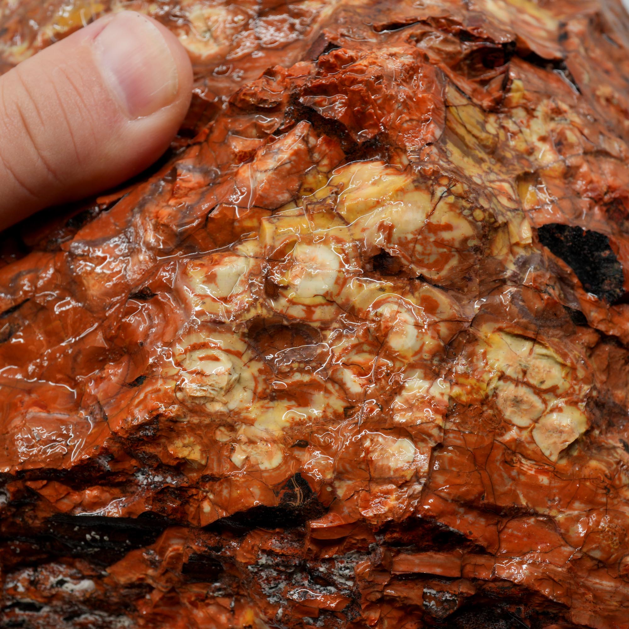 Huge Birdseye Rhyolite Rough - Lava Red Purple White Orbicular Original