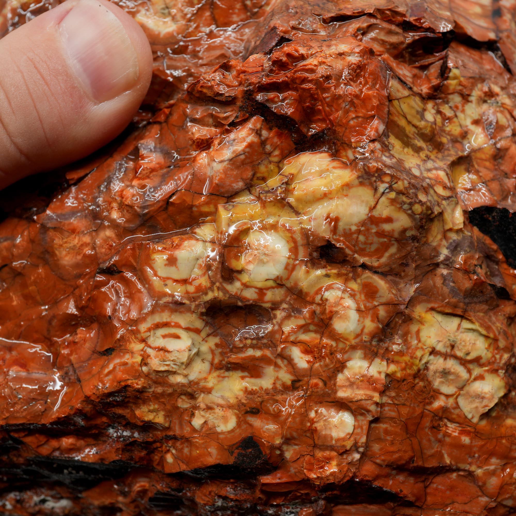 Huge Birdseye Rhyolite Rough - Lava Red Purple White Orbicular Original