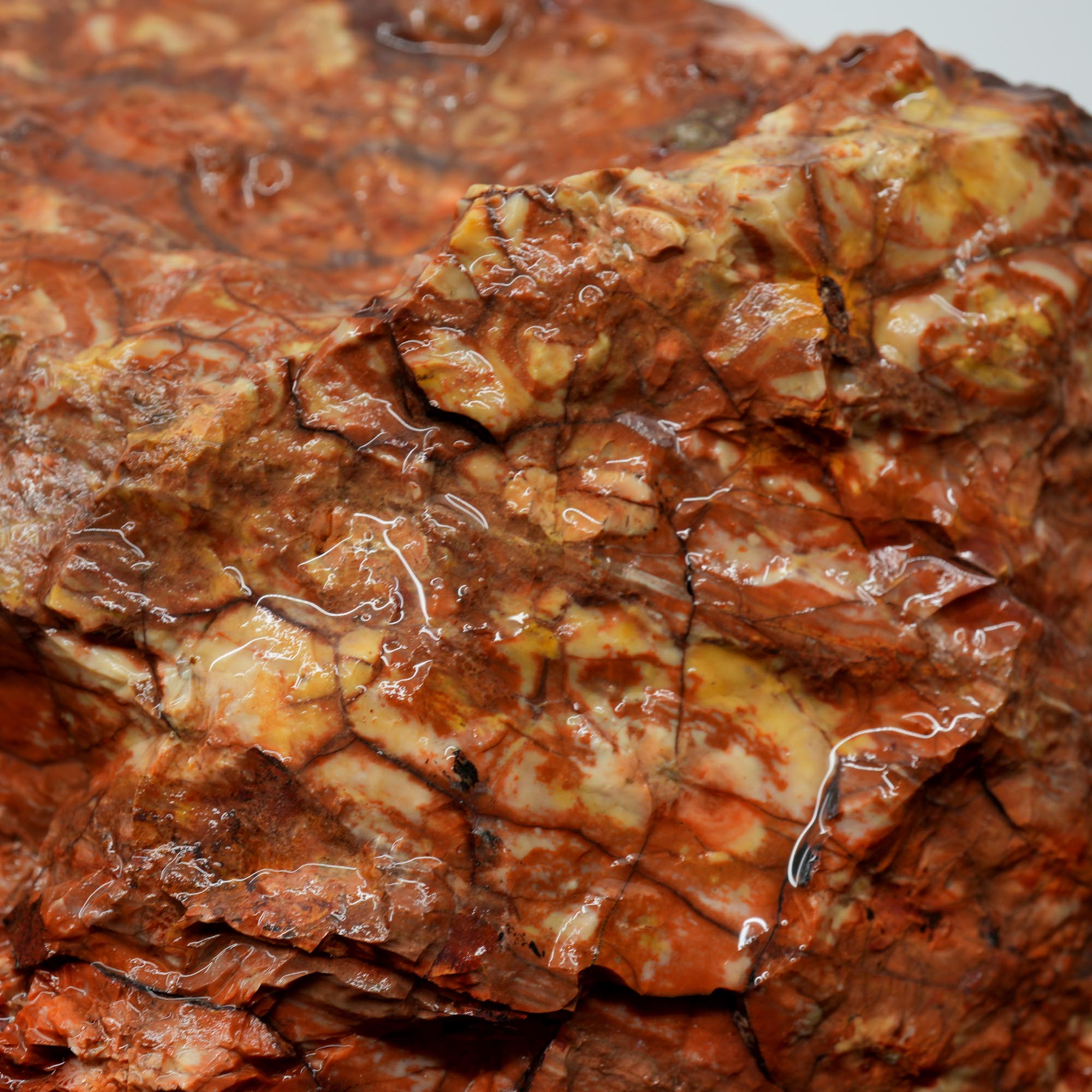Huge Birdseye Rhyolite Rough - Lava Red Purple White Orbicular Original