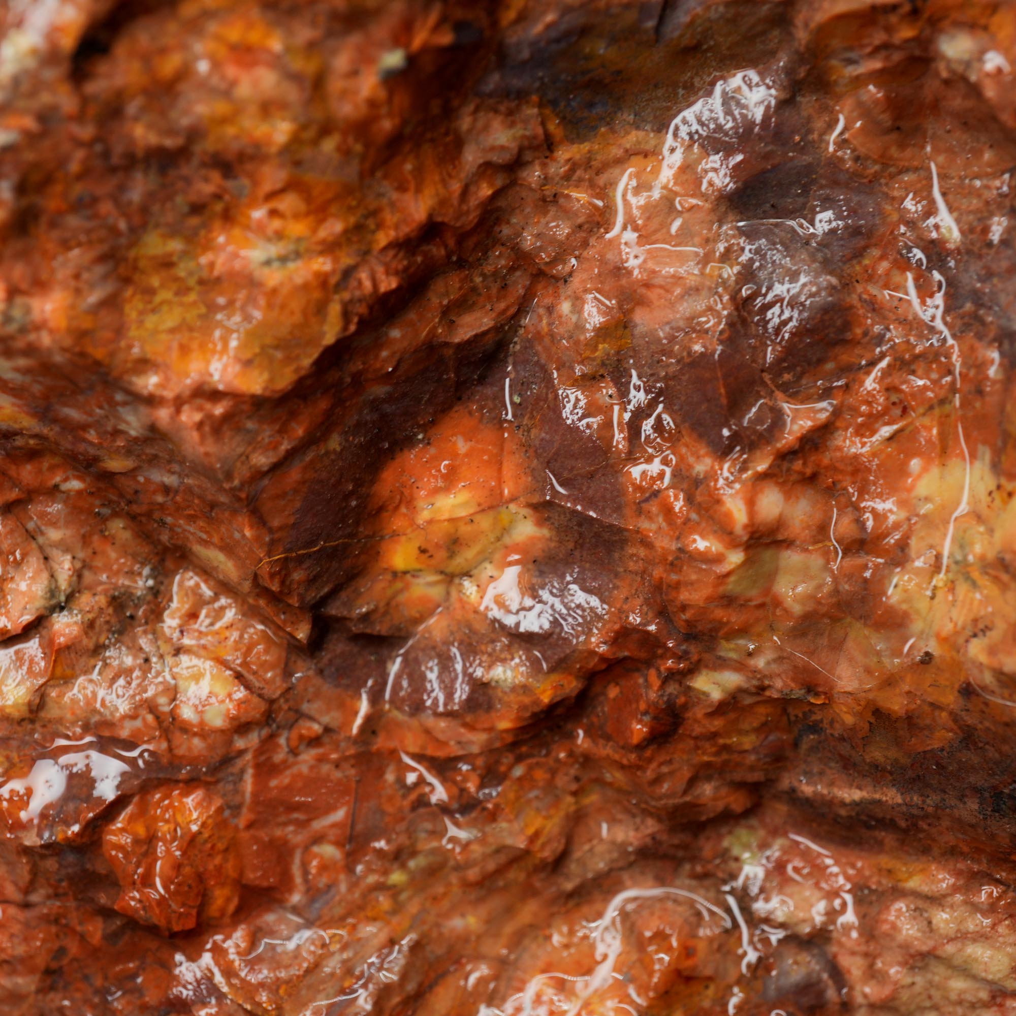 Huge Birdseye Rhyolite Rough - Lava Red Purple White Orbicular Original