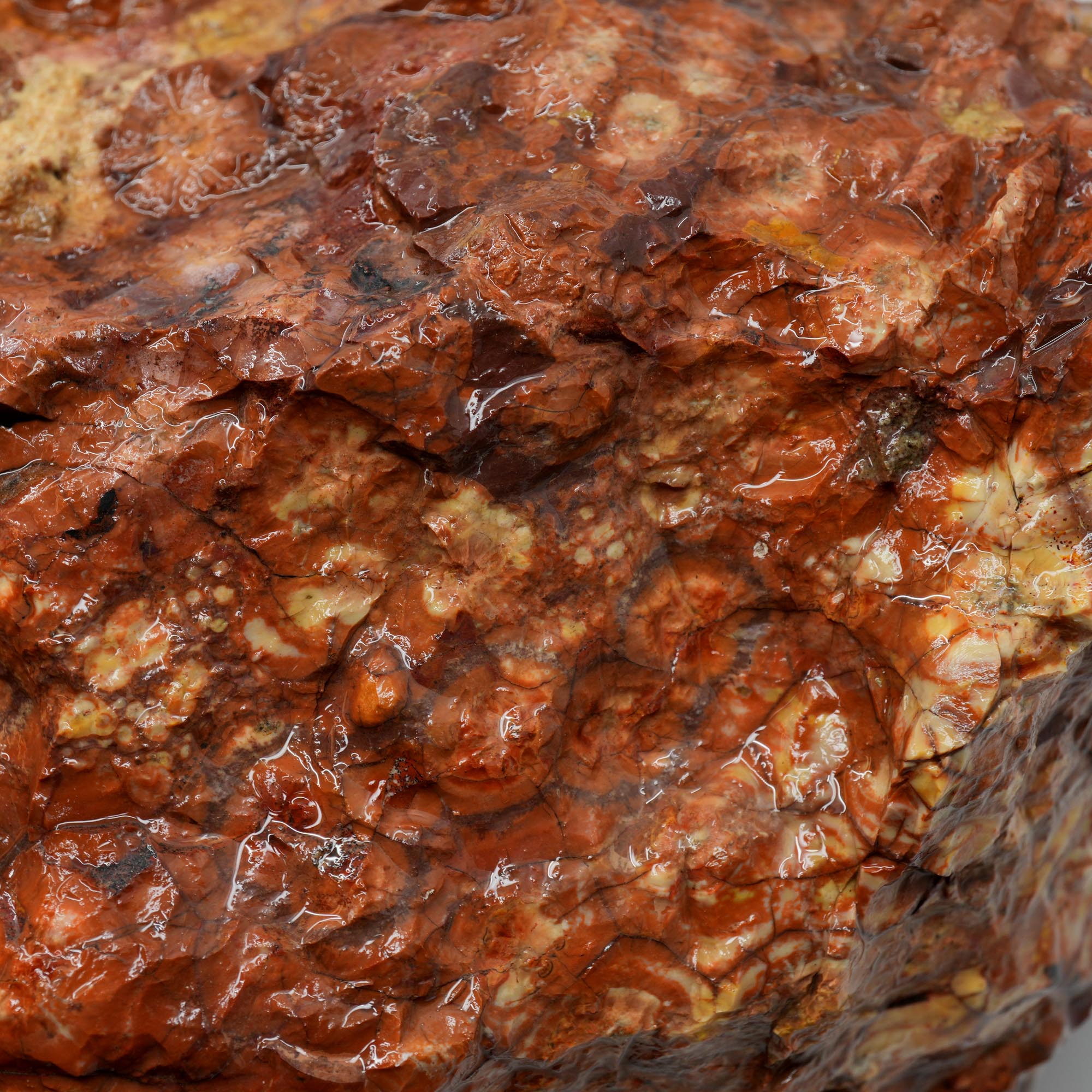 Huge Birdseye Rhyolite Rough - Lava Red Purple White Orbicular Original
