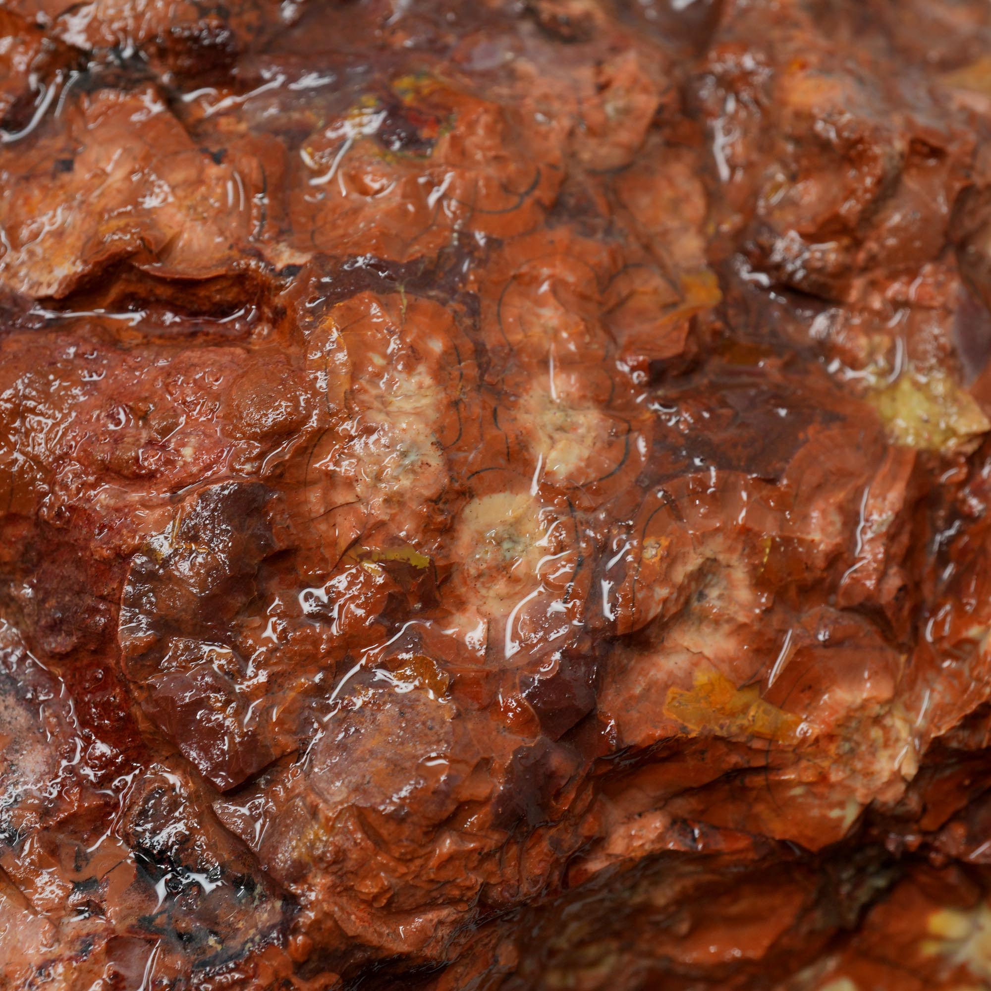 Huge Birdseye Rhyolite Rough - Lava Red Purple White Orbicular Original