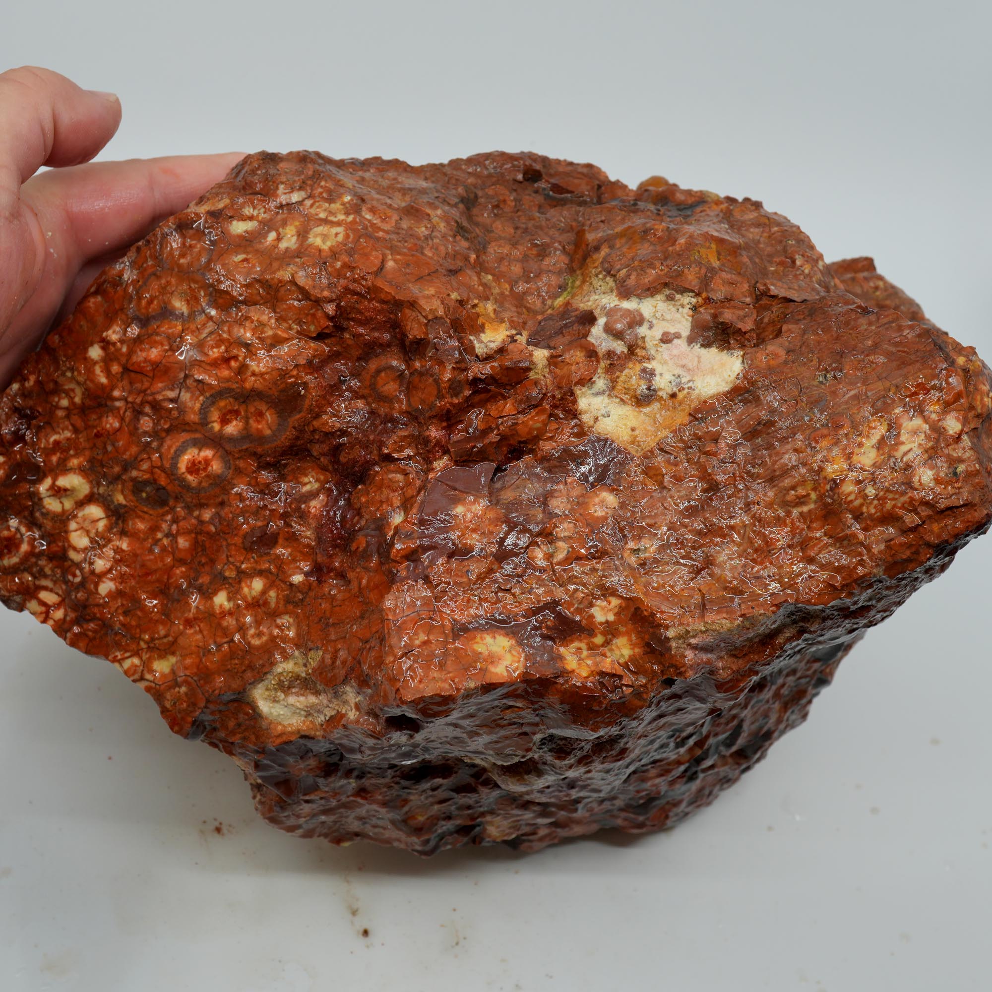 Huge Birdseye Rhyolite Rough - Lava Red Purple White Orbicular Original