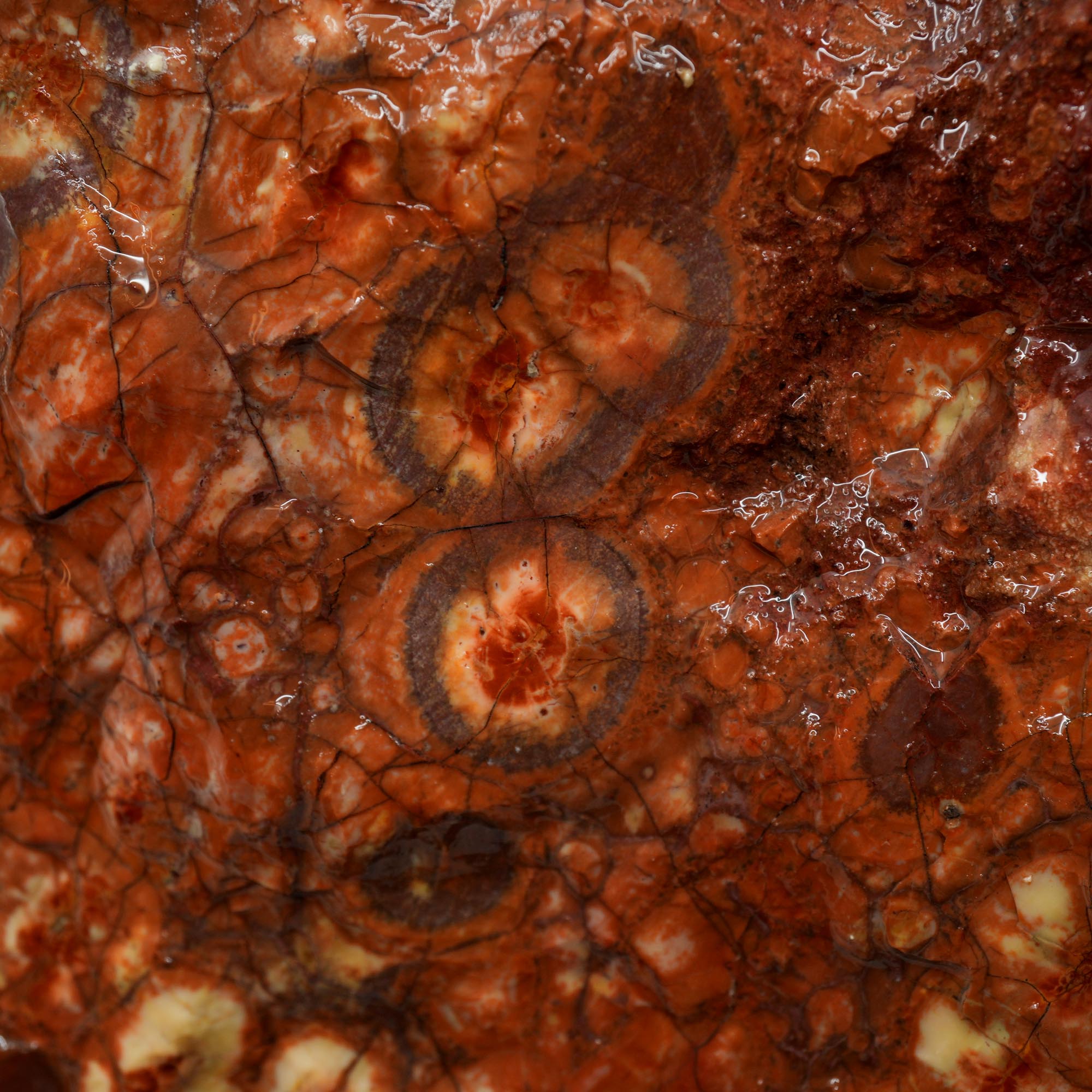 Huge Birdseye Rhyolite Rough - Lava Red Purple White Orbicular Original