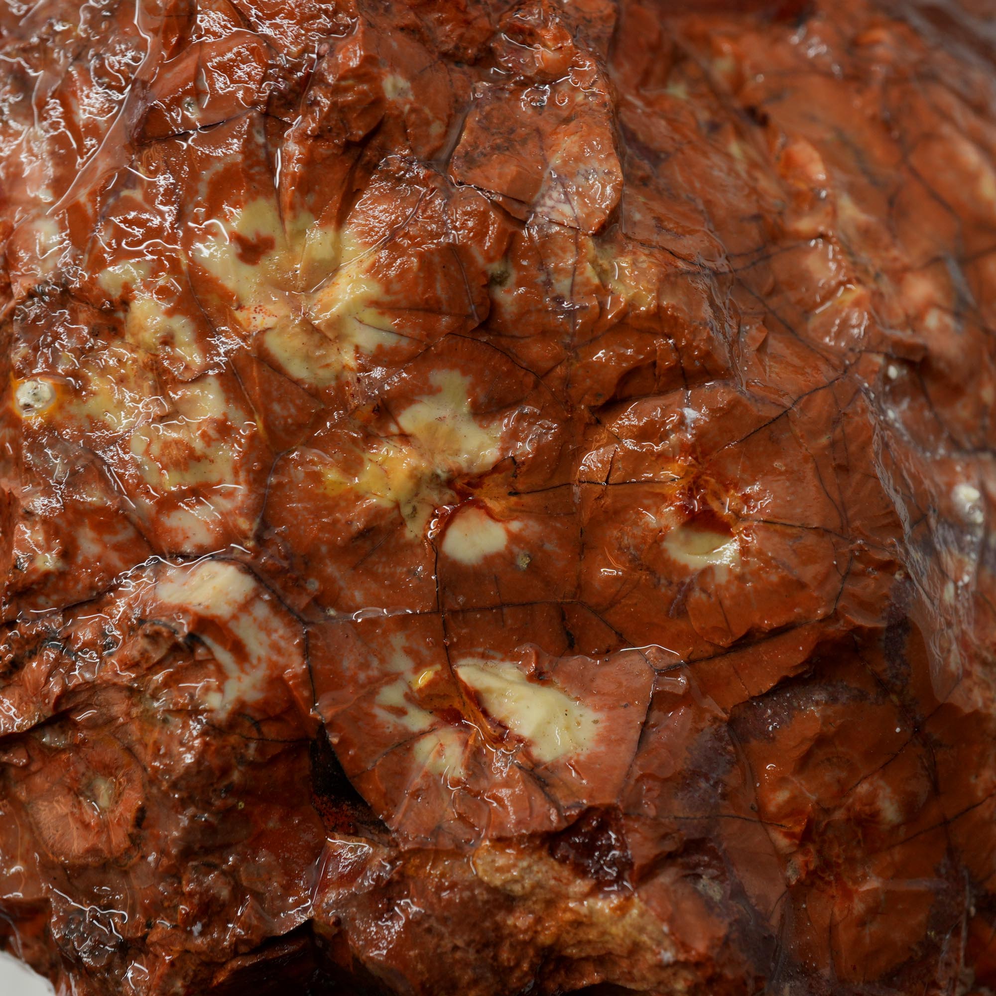 Huge Birdseye Rhyolite Rough - Lava Red Purple White Orbicular Original
