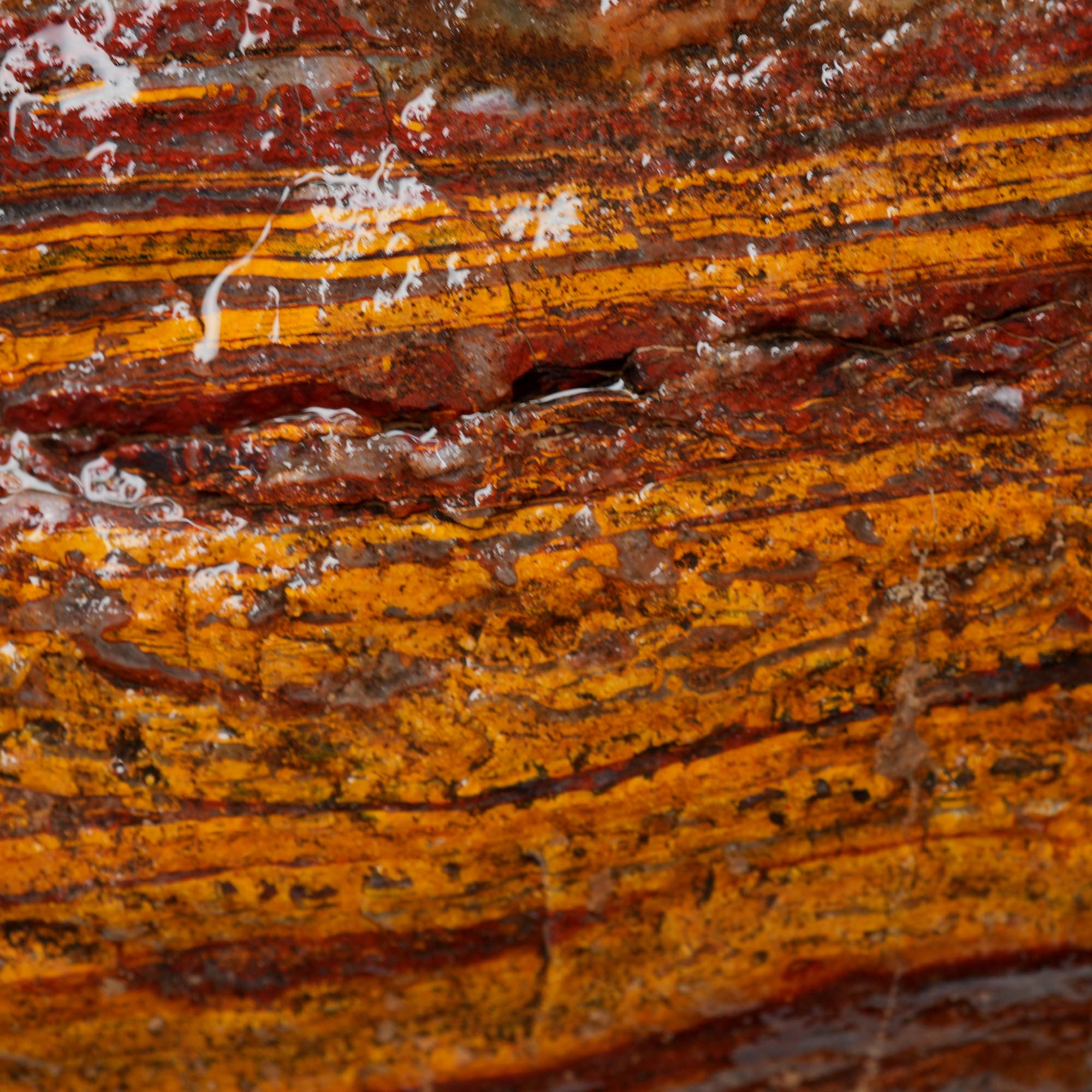 Apple Valley Jasper Rough - Wavy Red Hematite Stromatolite