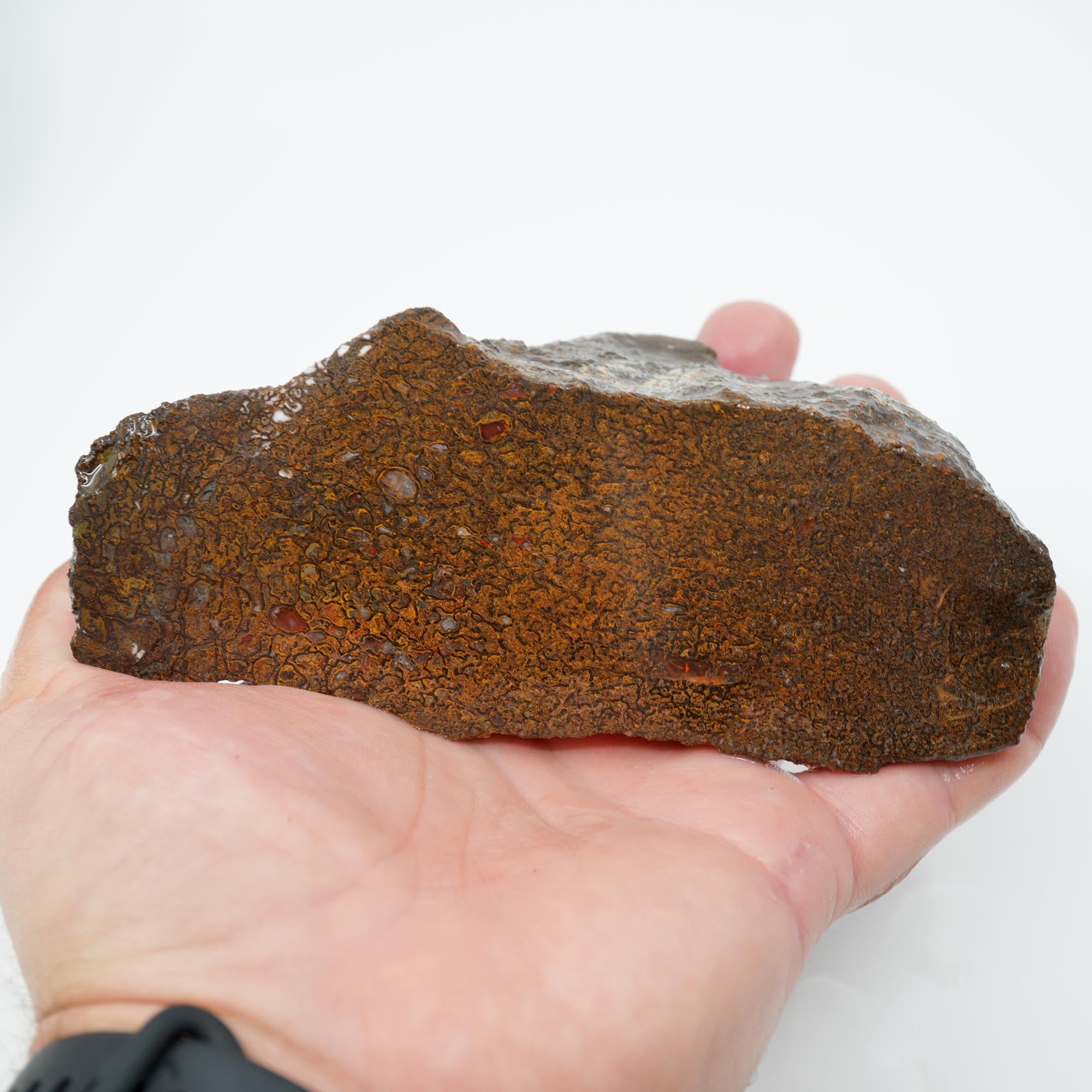 Gem Dinosaur Bone Endcut - Rare Orange Cell Pattern Old Stock
