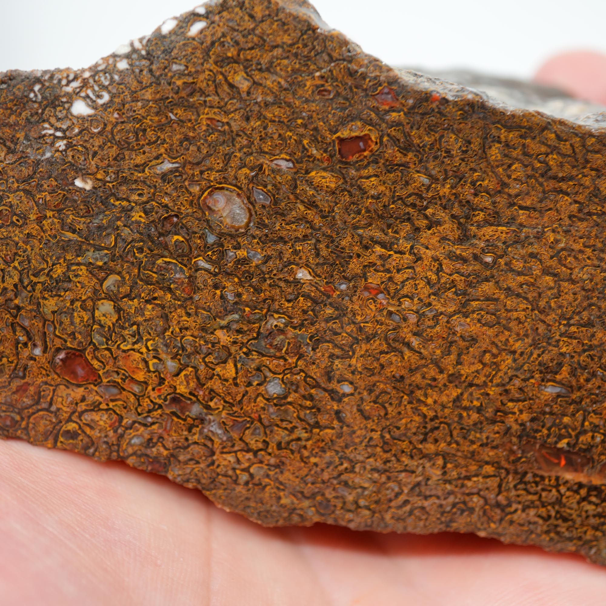 Gem Dinosaur Bone Endcut - Rare Orange Cell Pattern Old Stock