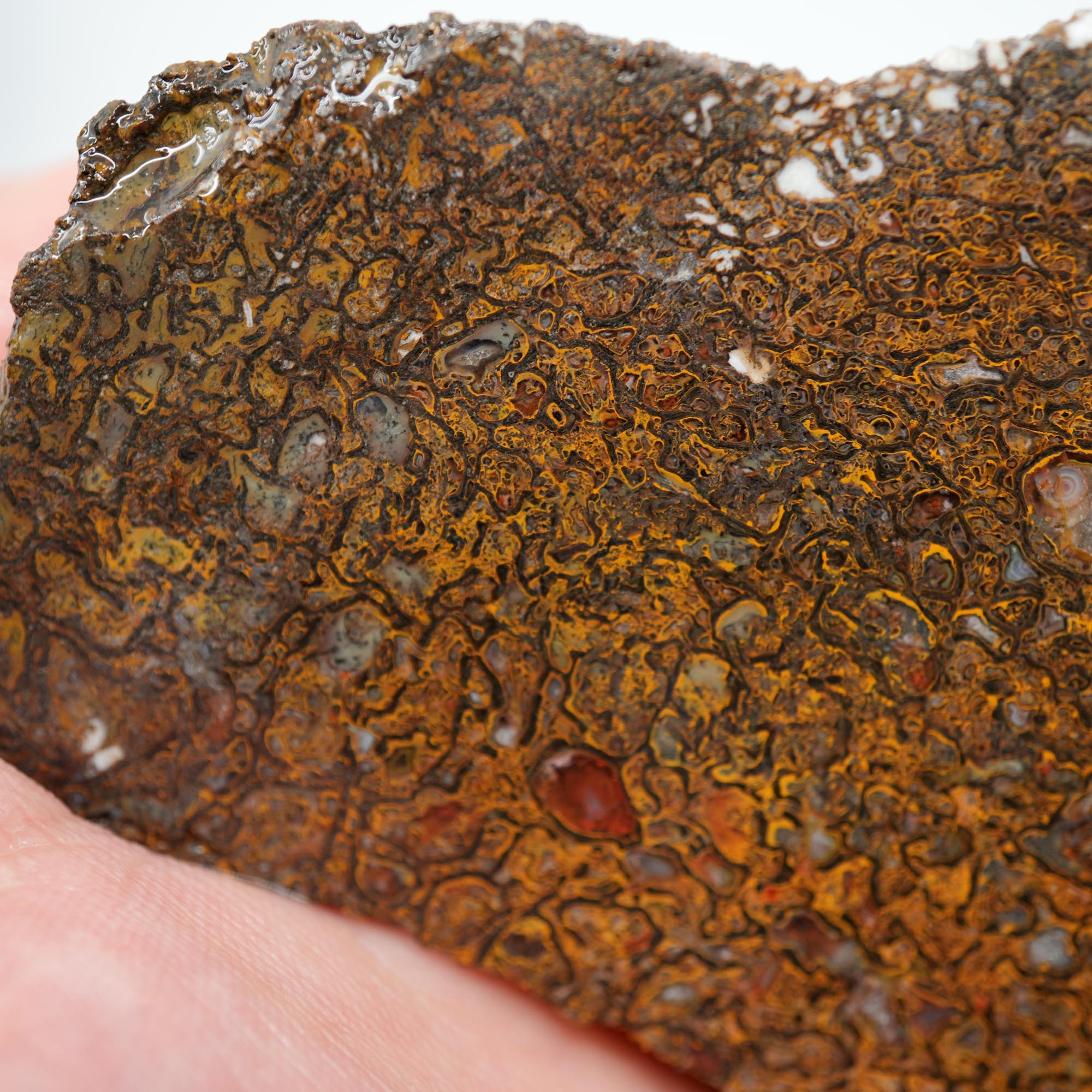 Gem Dinosaur Bone Endcut - Rare Orange Cell Pattern Old Stock