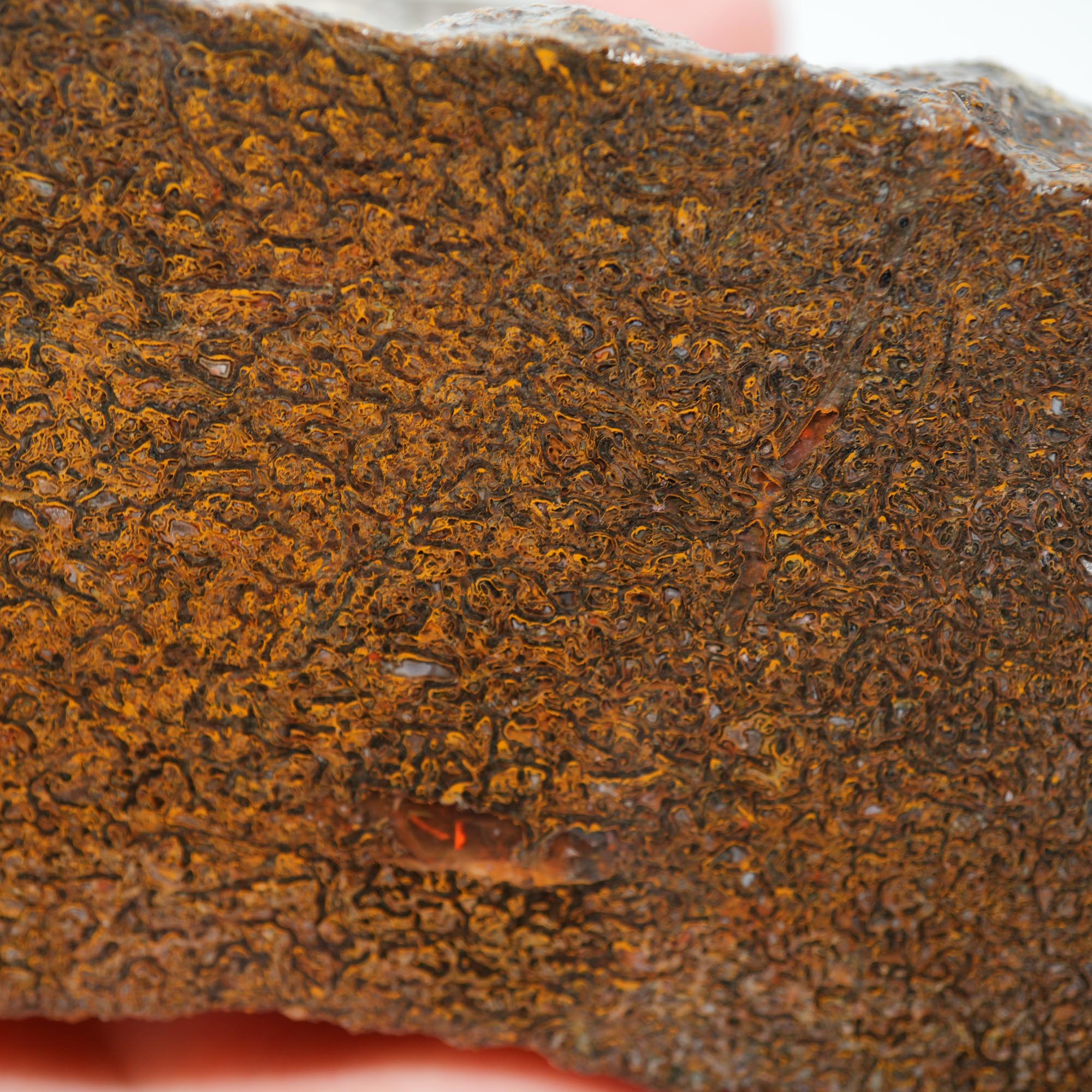 Gem Dinosaur Bone Endcut - Rare Orange Cell Pattern Old Stock