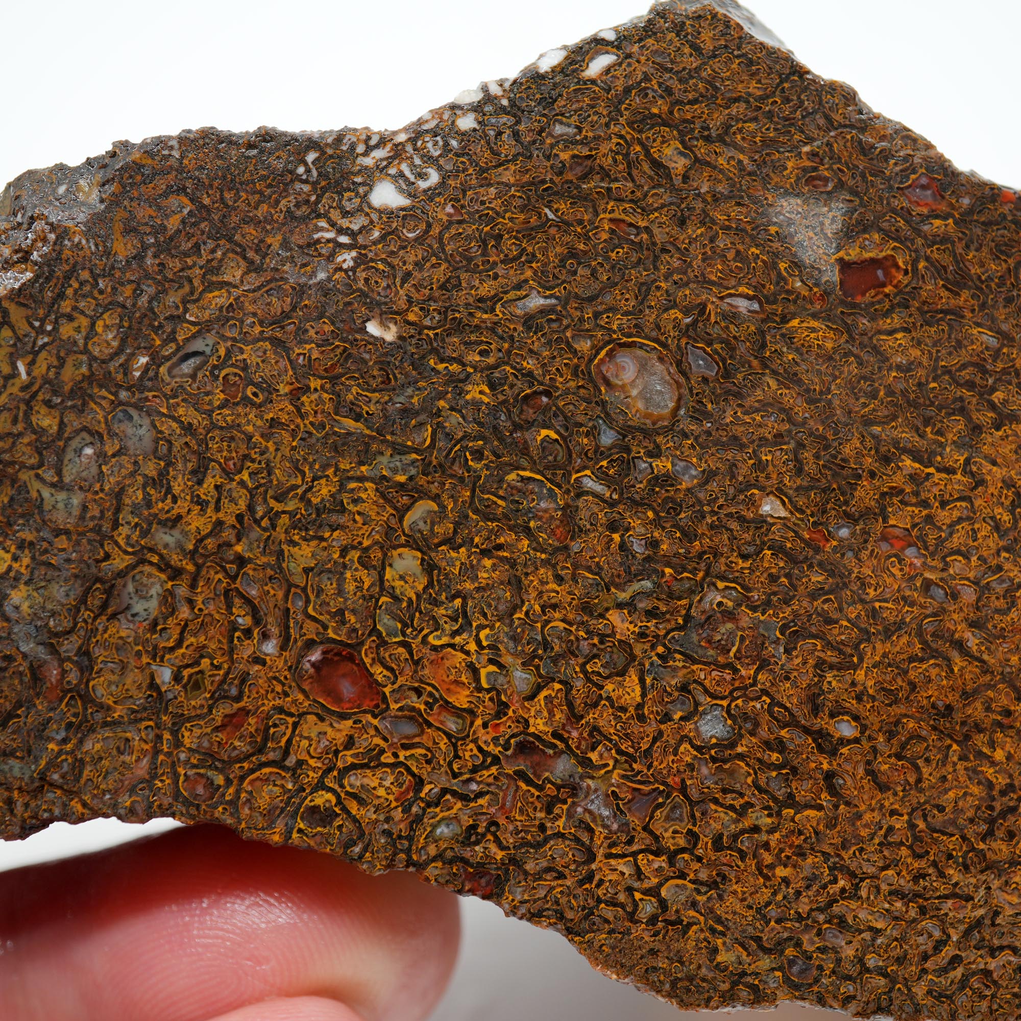 Gem Dinosaur Bone Endcut - Rare Orange Cell Pattern Old Stock