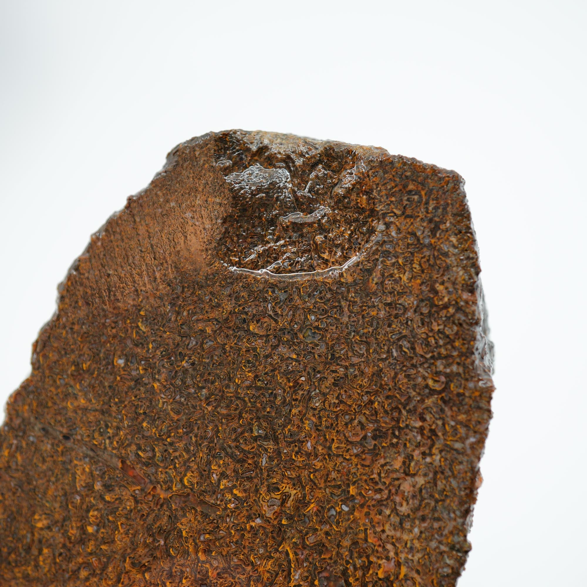 Gem Dinosaur Bone Endcut - Rare Orange Cell Pattern Old Stock
