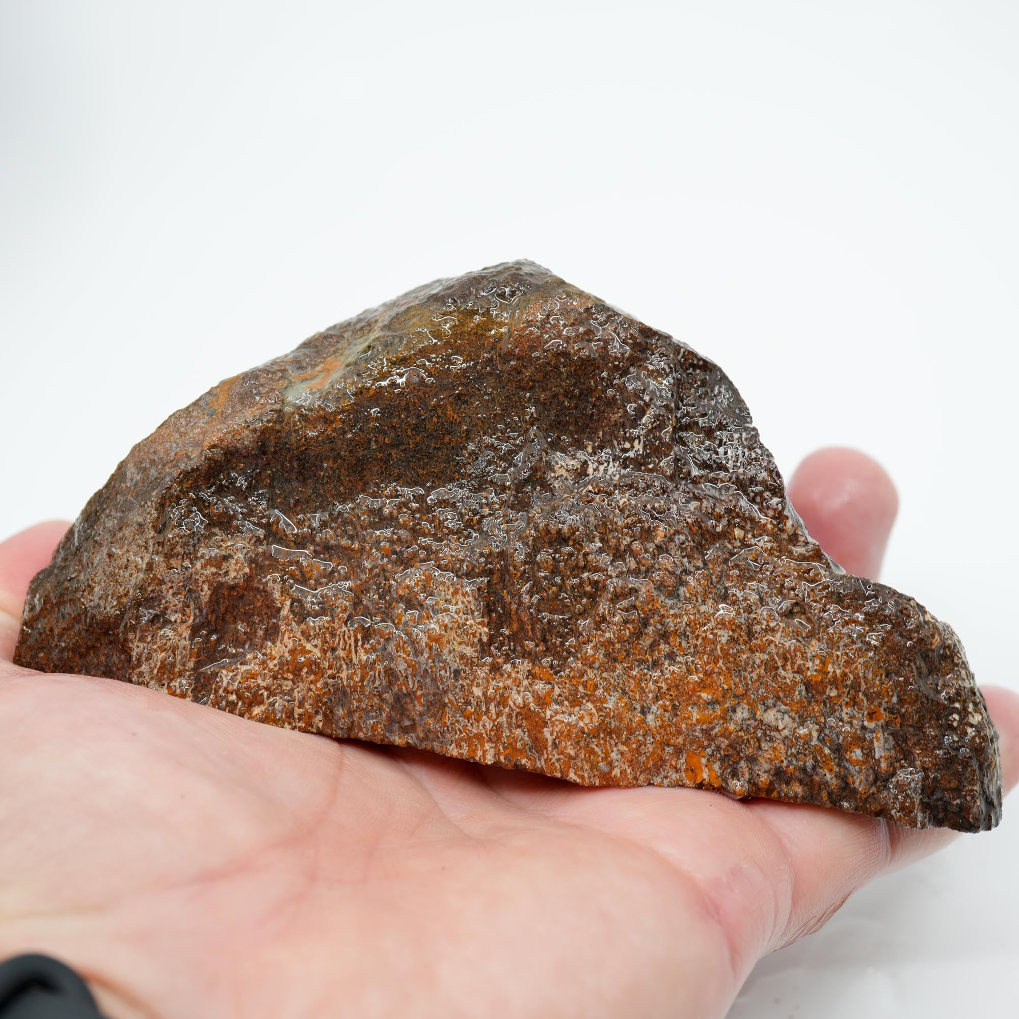 Gem Dinosaur Bone Endcut - Rare Orange Cell Pattern Old Stock